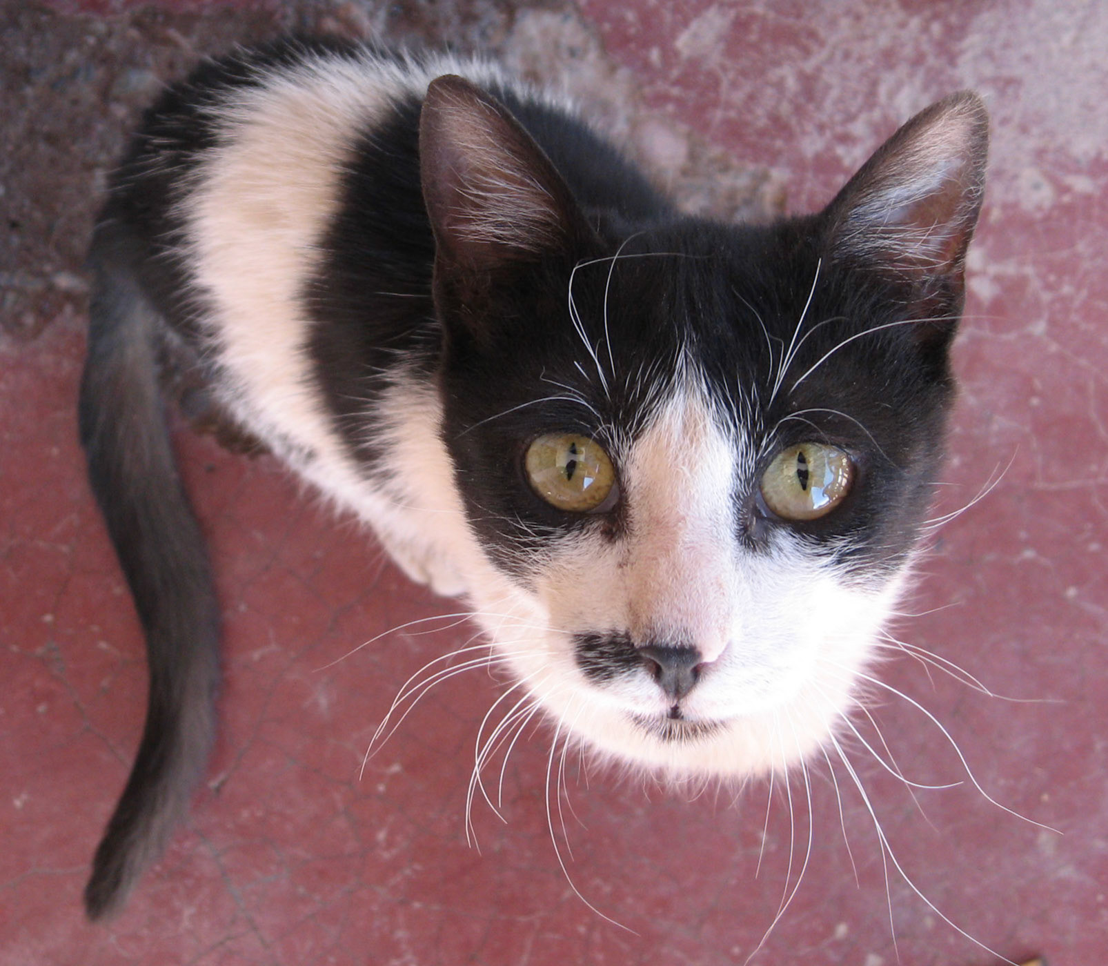 Cat begging at an outdoor café at Foum Zguid