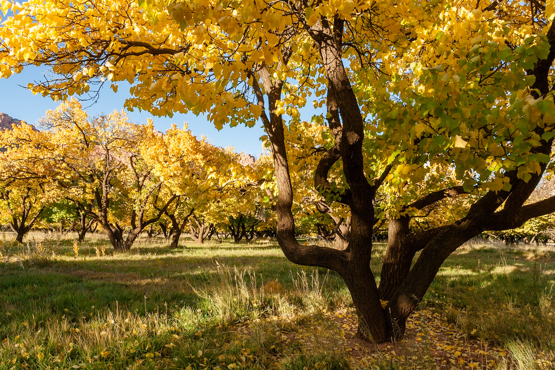 Autumn (Fall) at Fruita Orchard, Capitol Reef Nat'l Park, Utah, USA
