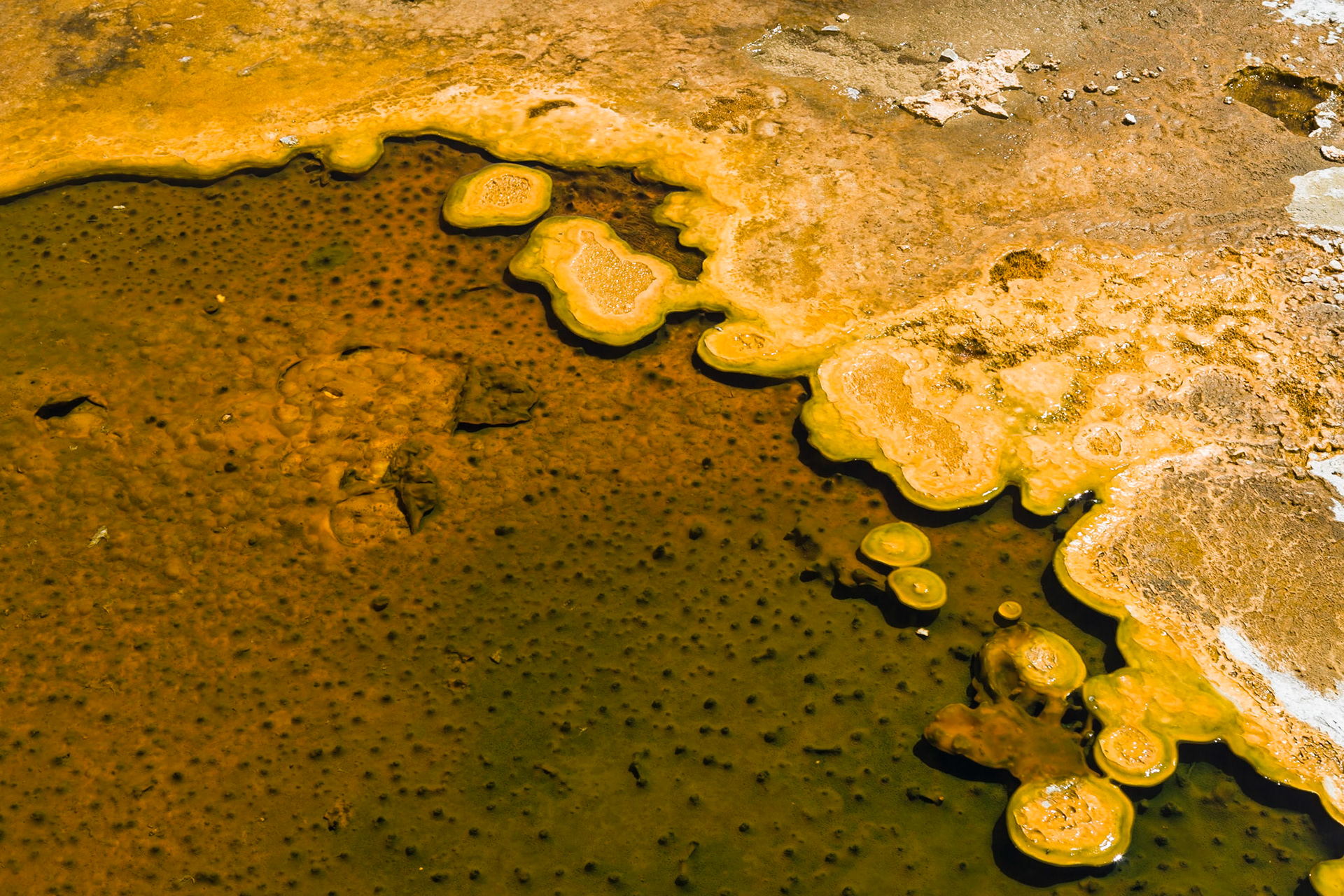 Very Graphic Result of chemicals in Yellowstone National Park near Old Faithfull Geyser, WY, USA