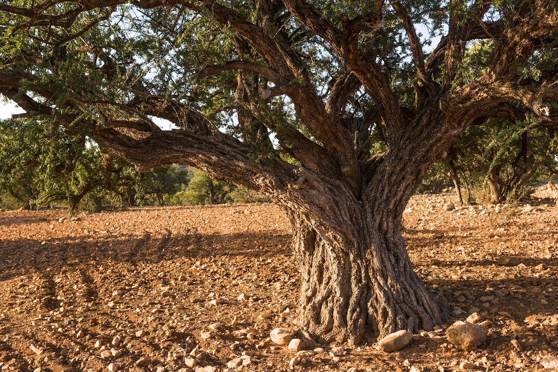 Argania trees at sunset near Barrage Prince Moulay Abdellah, Morocco