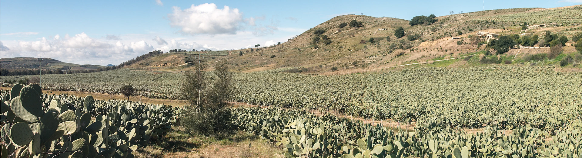 Panorama of cactus fields at the SP13 near to Mazzarino, Sicily, Italy