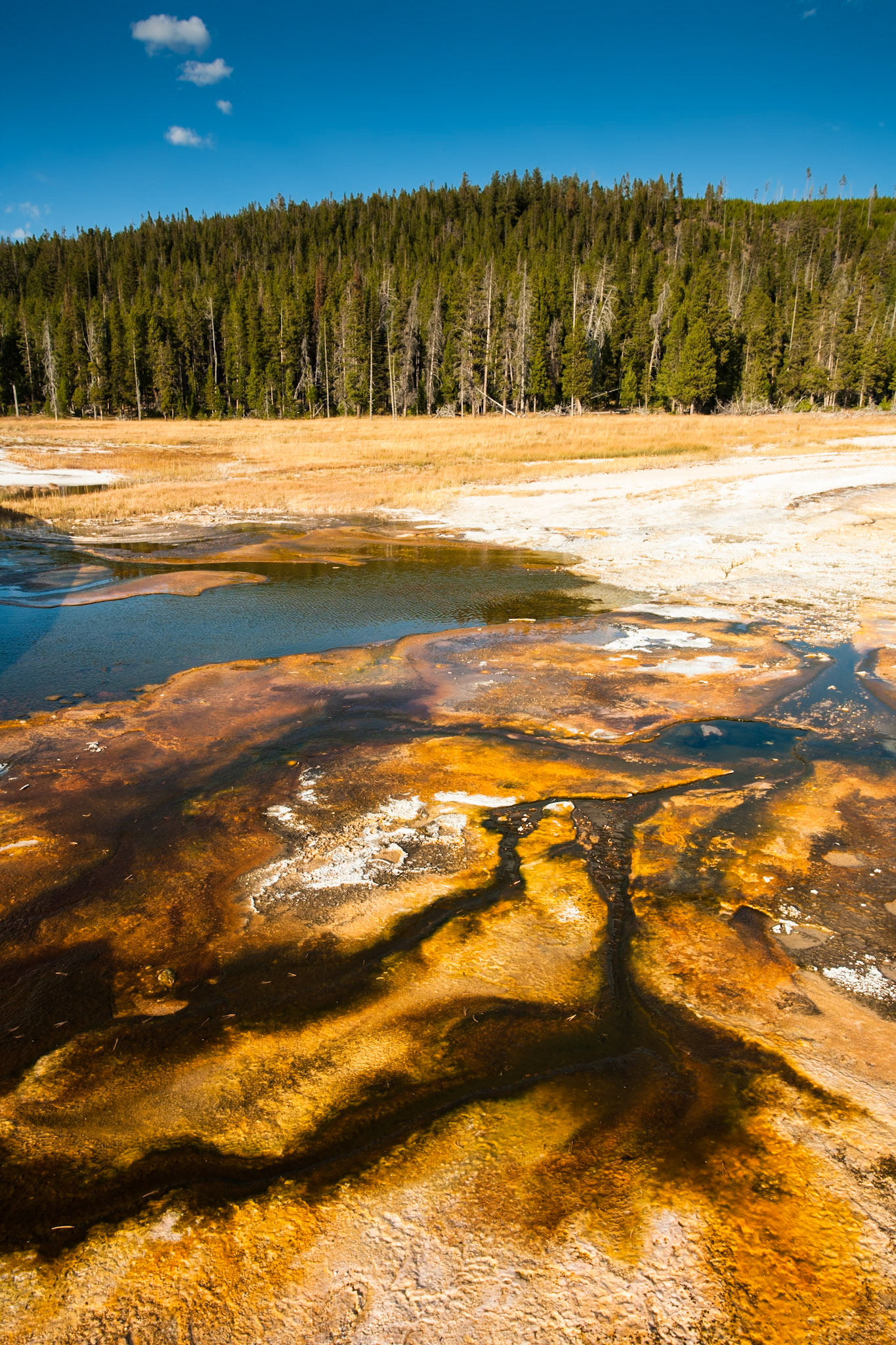 Sulfer makes graphic patterns at Upper Geyser Basin at the background pine trees in Yellowstone Nat'l Park, WY, USA
