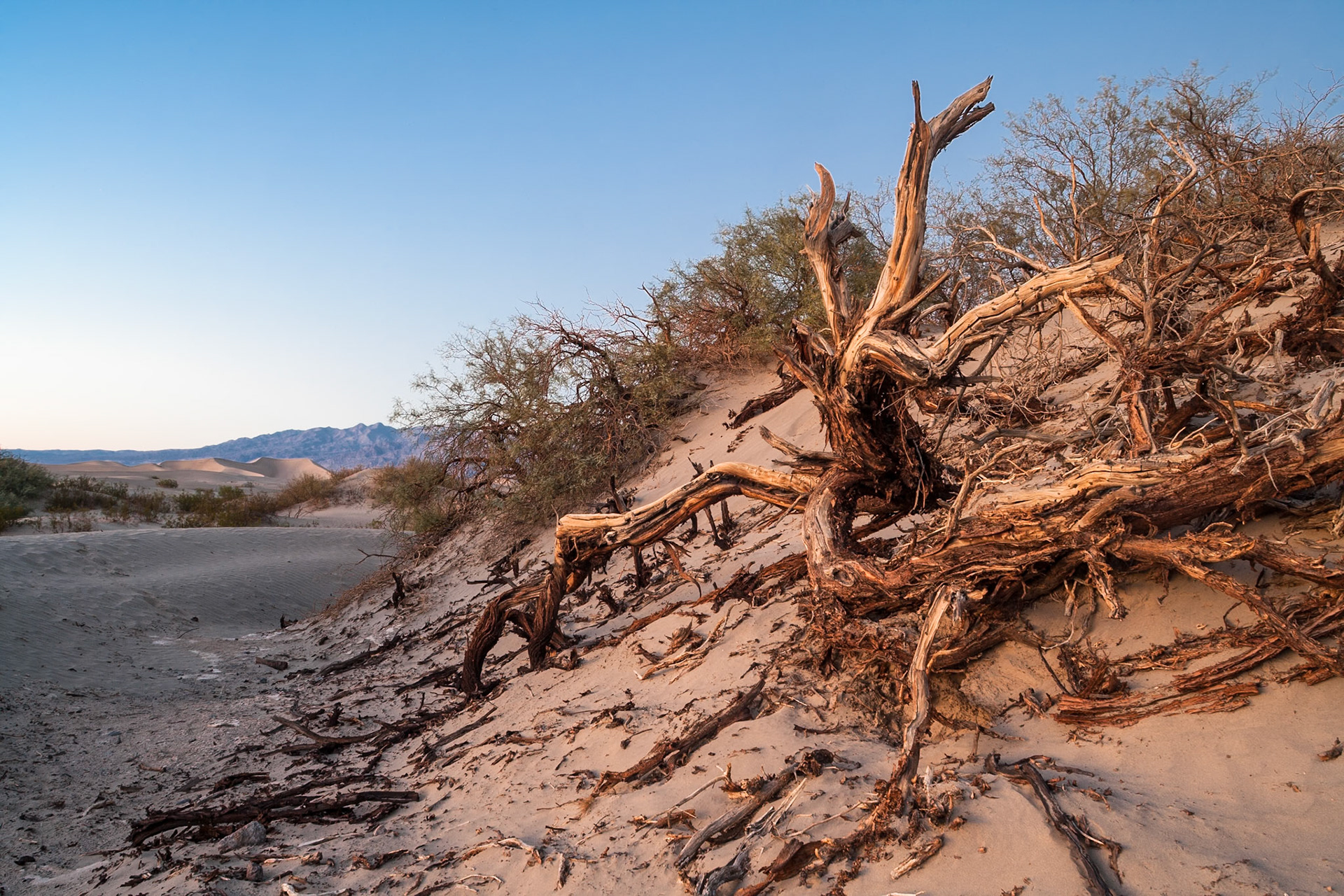 After sunset at the mesquite flat Sand Dunes, Death Valley, California, USA