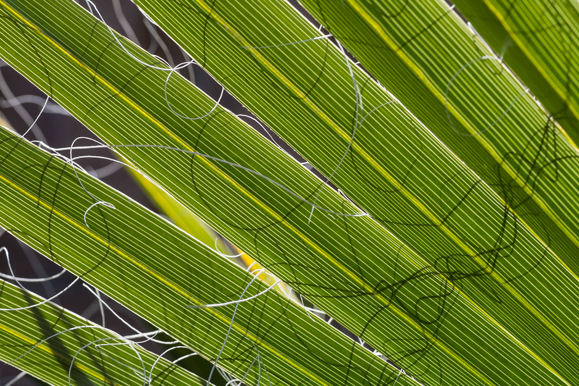 Palm leaf, NV, USA
