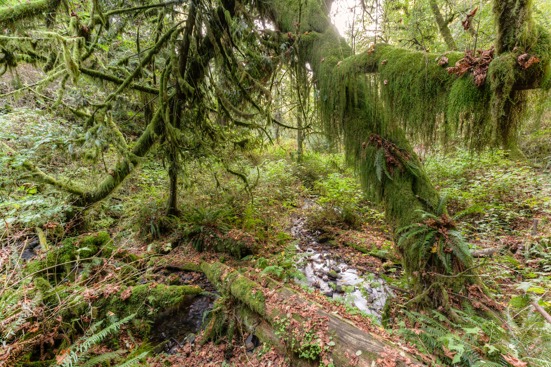 Mosses at River at Munson Creek Falls, OR, USA