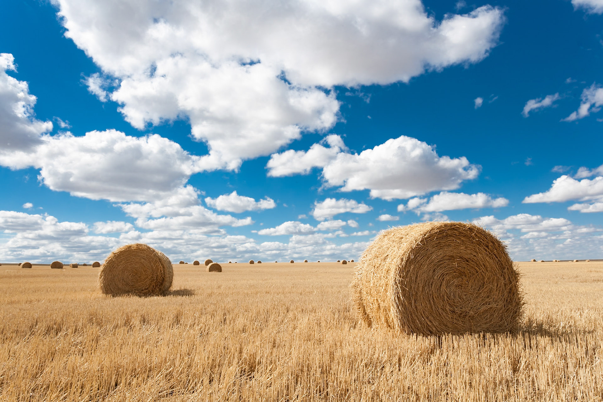 Corn field, Big Sky, Valley near Glasgow, Montana, USA