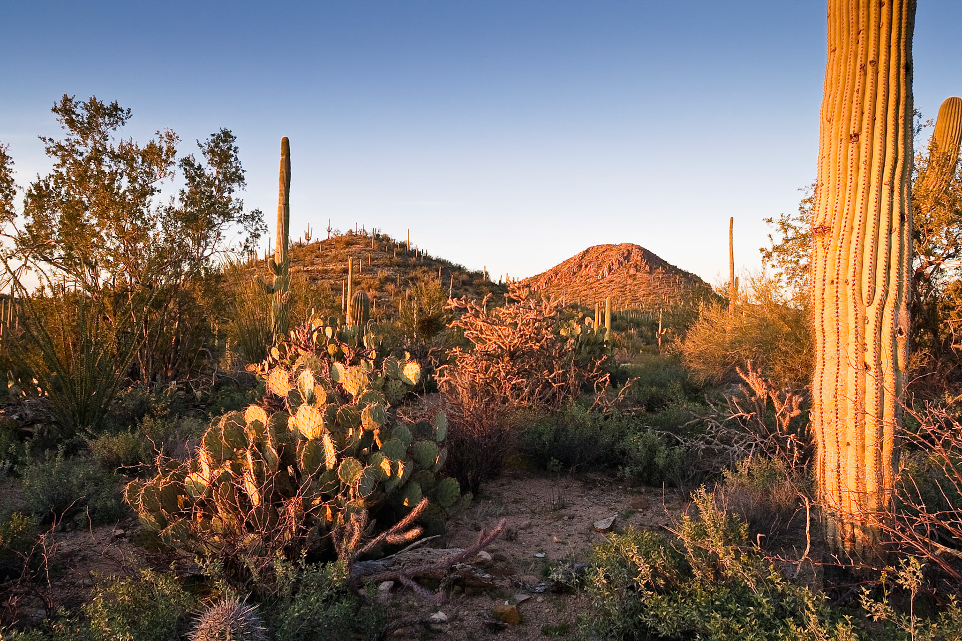 Sunset at Saguaro National Park, AZ, USA