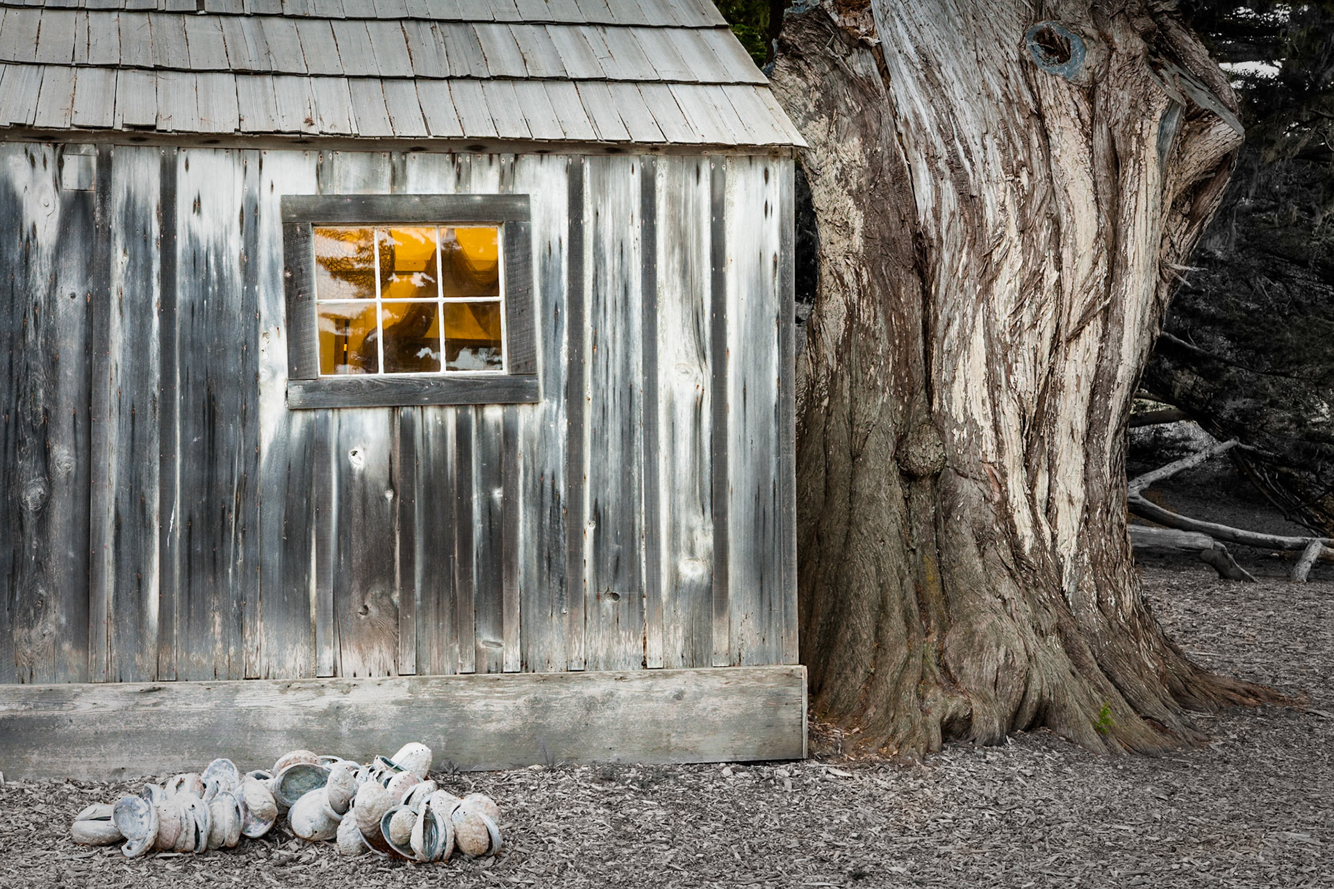 Old Shed and tree at State Park Point Lobos near Carmel, california, USA
