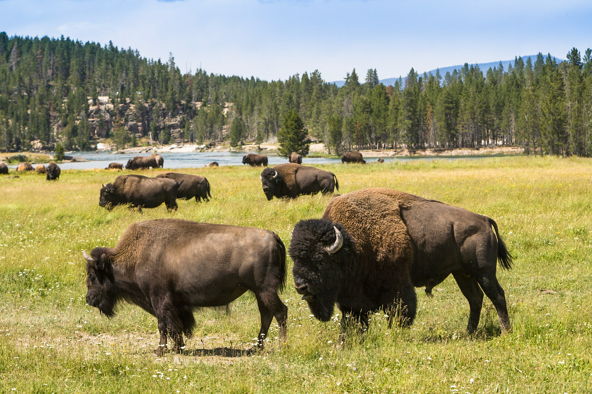 Bison at Yellowstone National Park, WY, USA