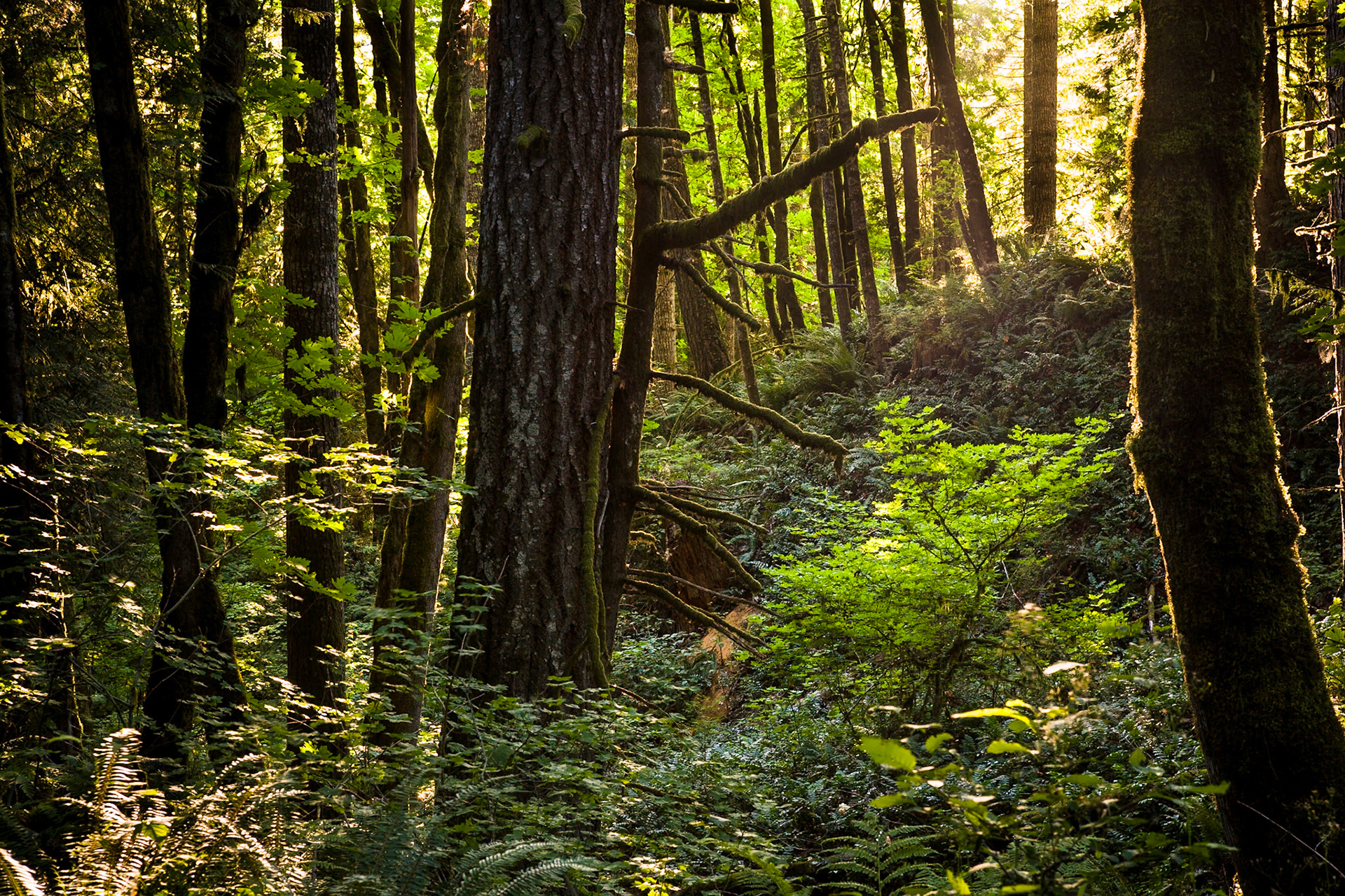Sunset at Forest in Stub Stewart State Park, Oregon, USA