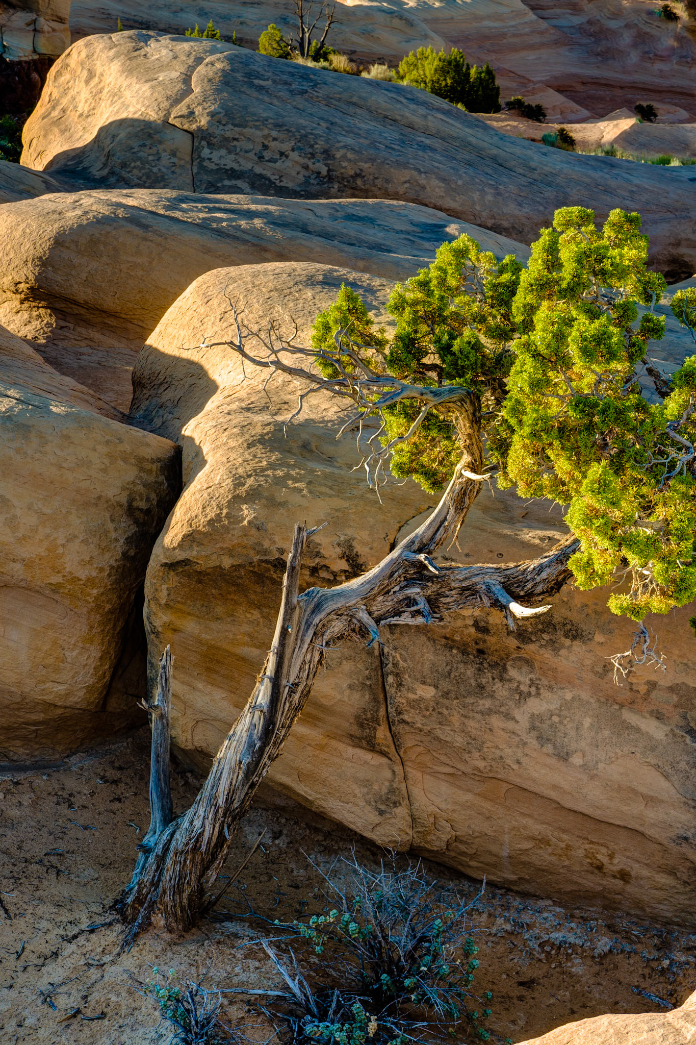 Devils Garden at Grand Staircase Escalante National Monument, UT, USA