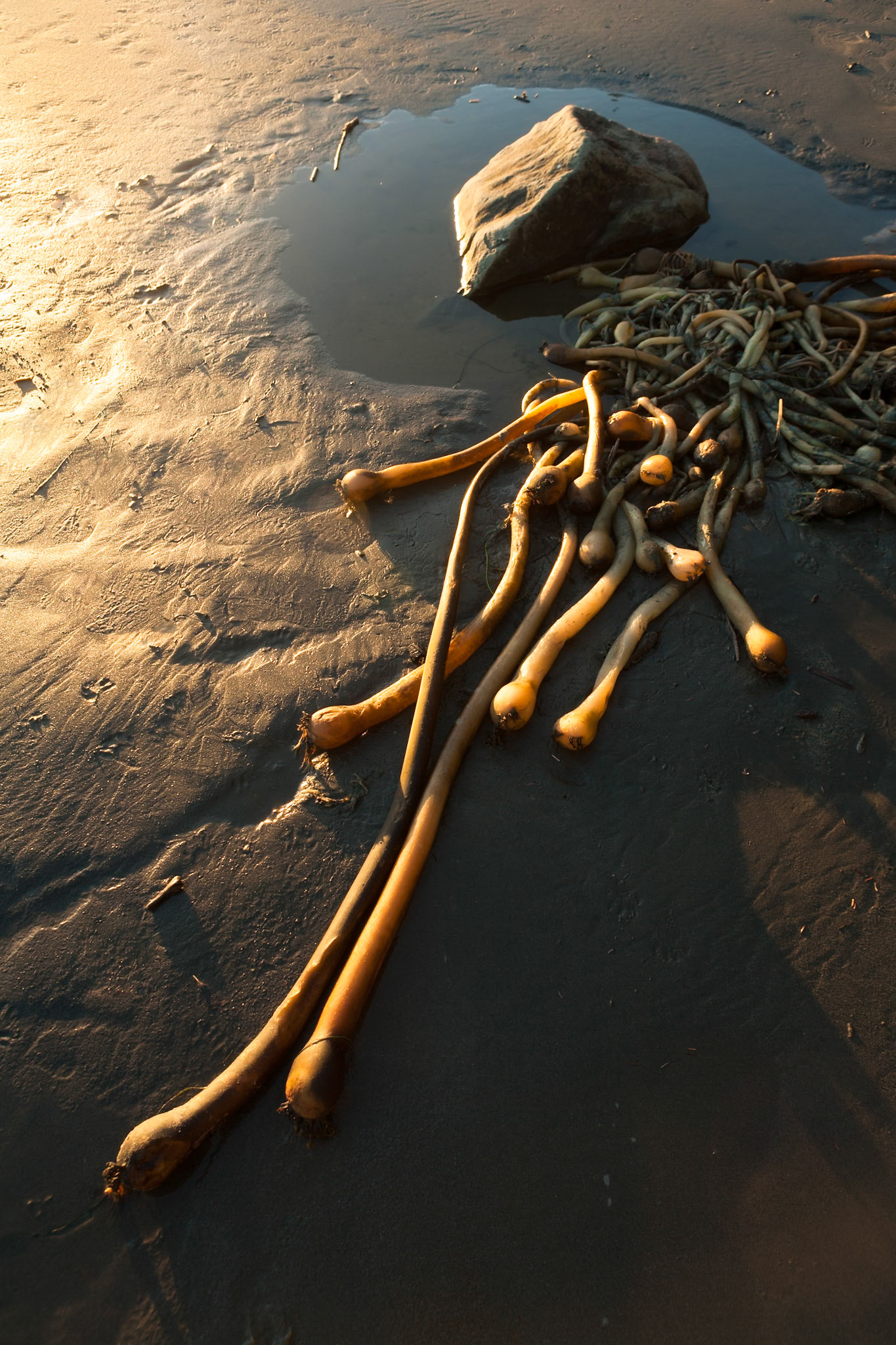Seaweed at Second Beach near La Push at the Olympic National Park, Washington, USA