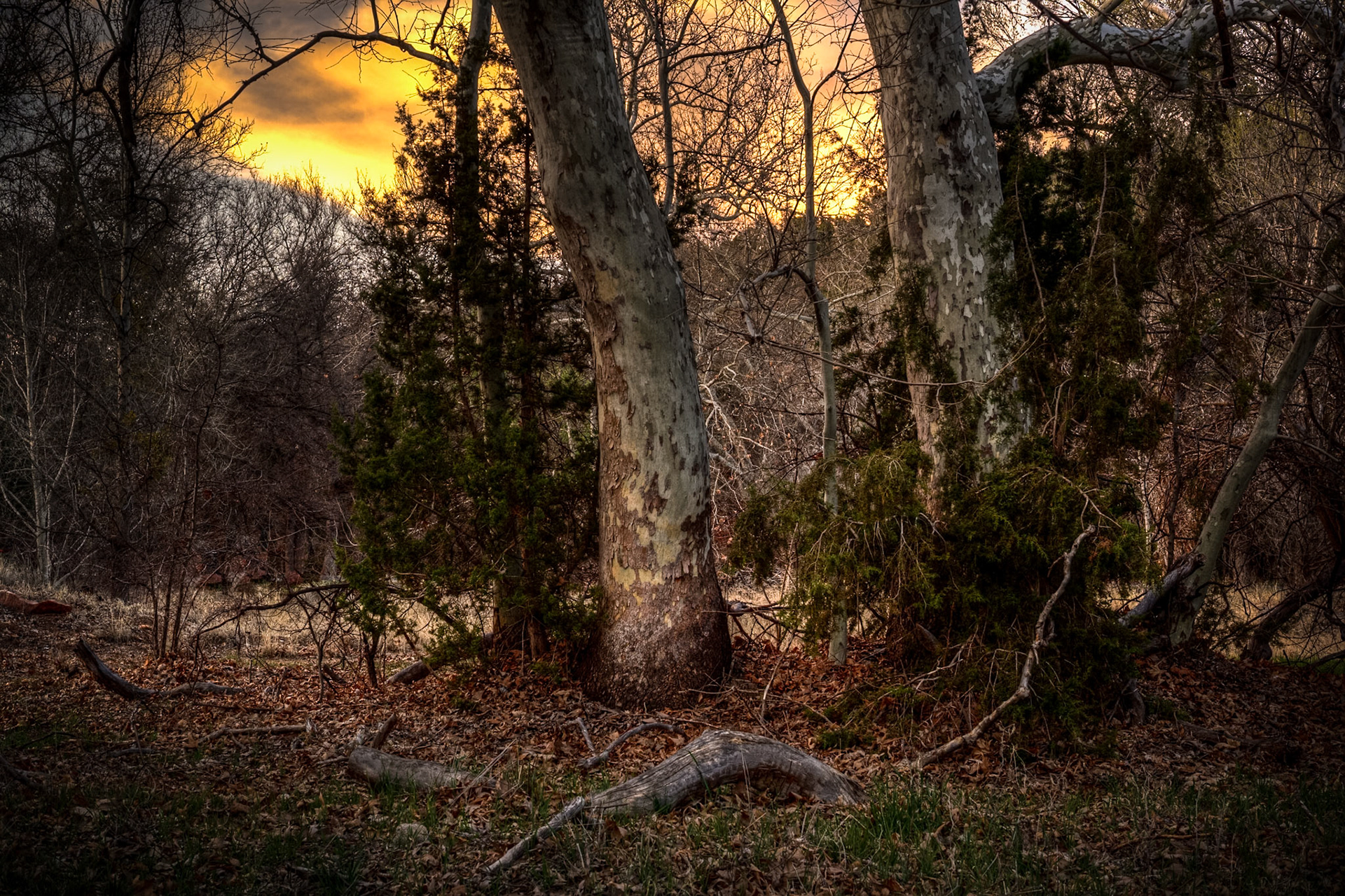 Trees at the National Forest at Sedona near the Cathedral Mountains, AZ, USA