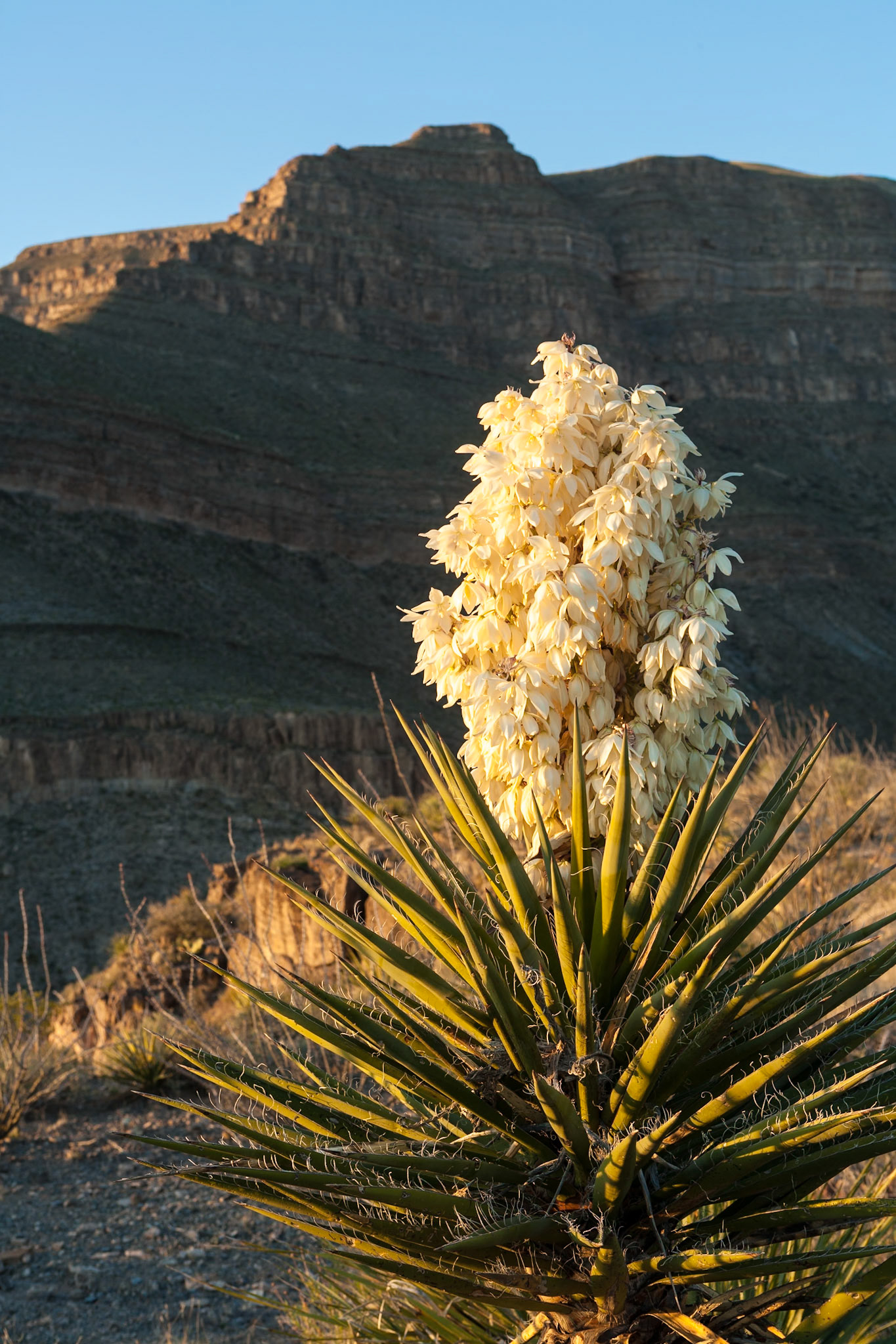 Blooming Agave in Oliver Lee State Park, New Mexico, USA