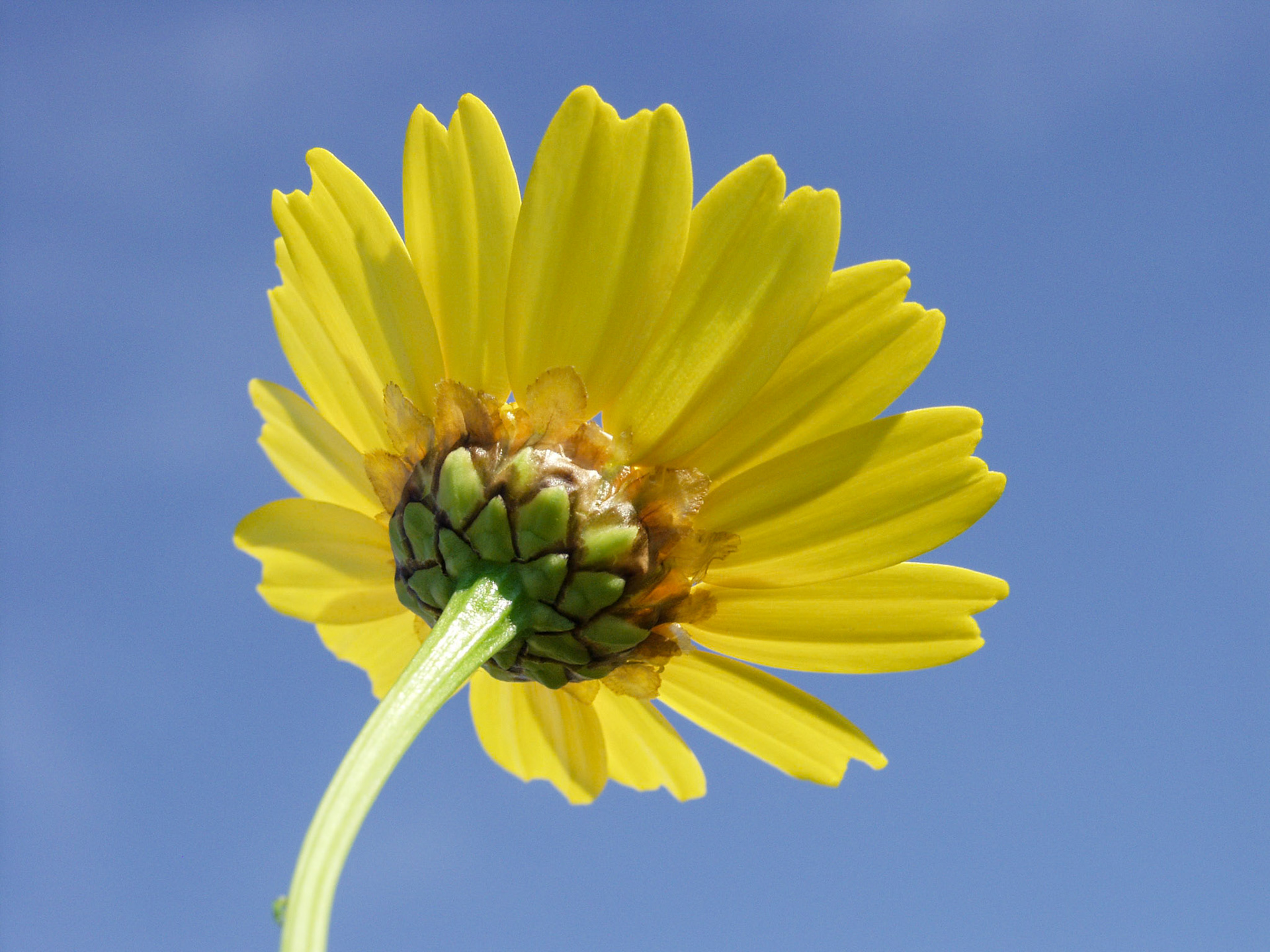 Yellow Wild Flower from the back to the blue sky at Sicily, Italy