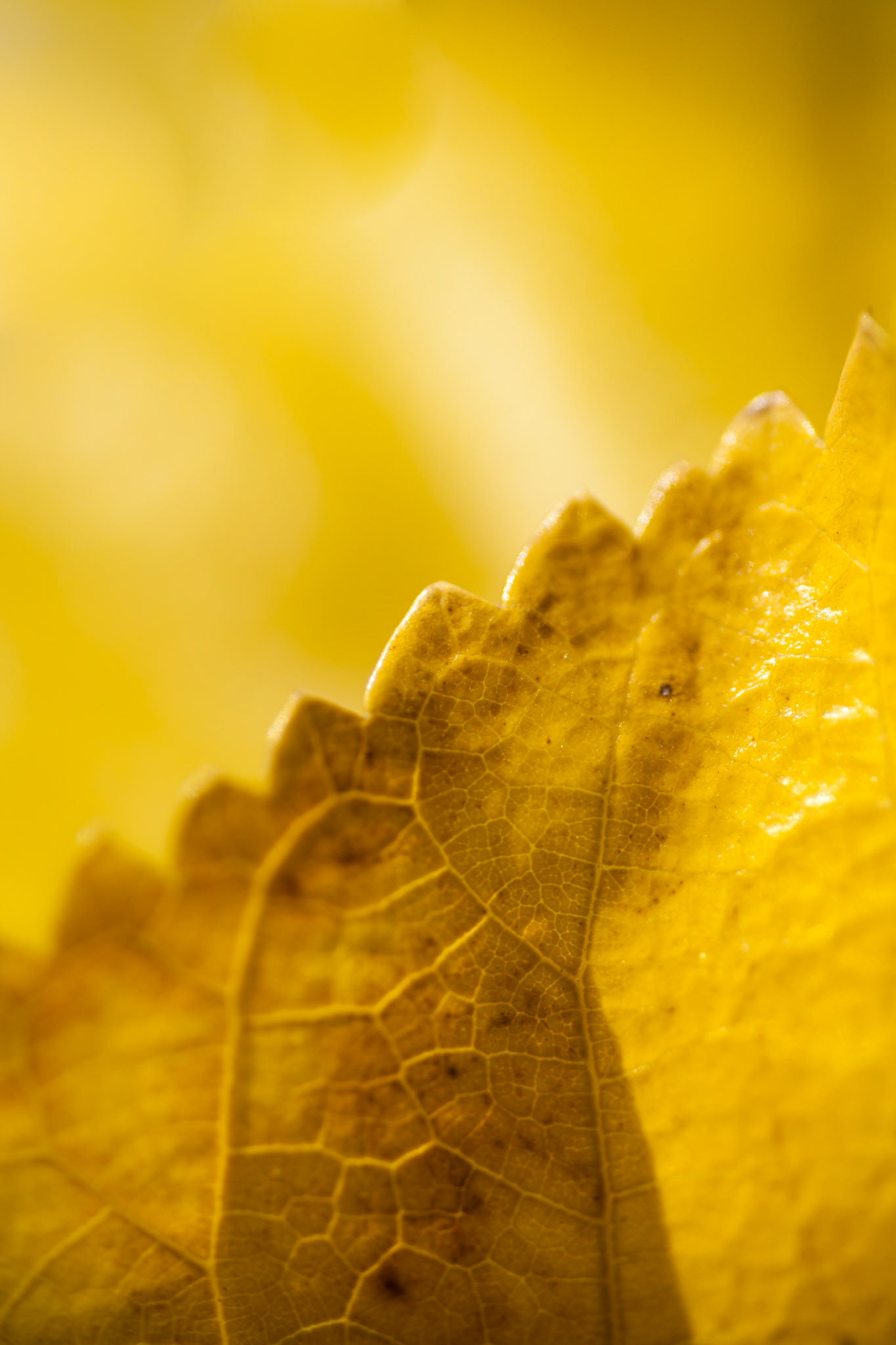 Yellow Autumn leaf, USA