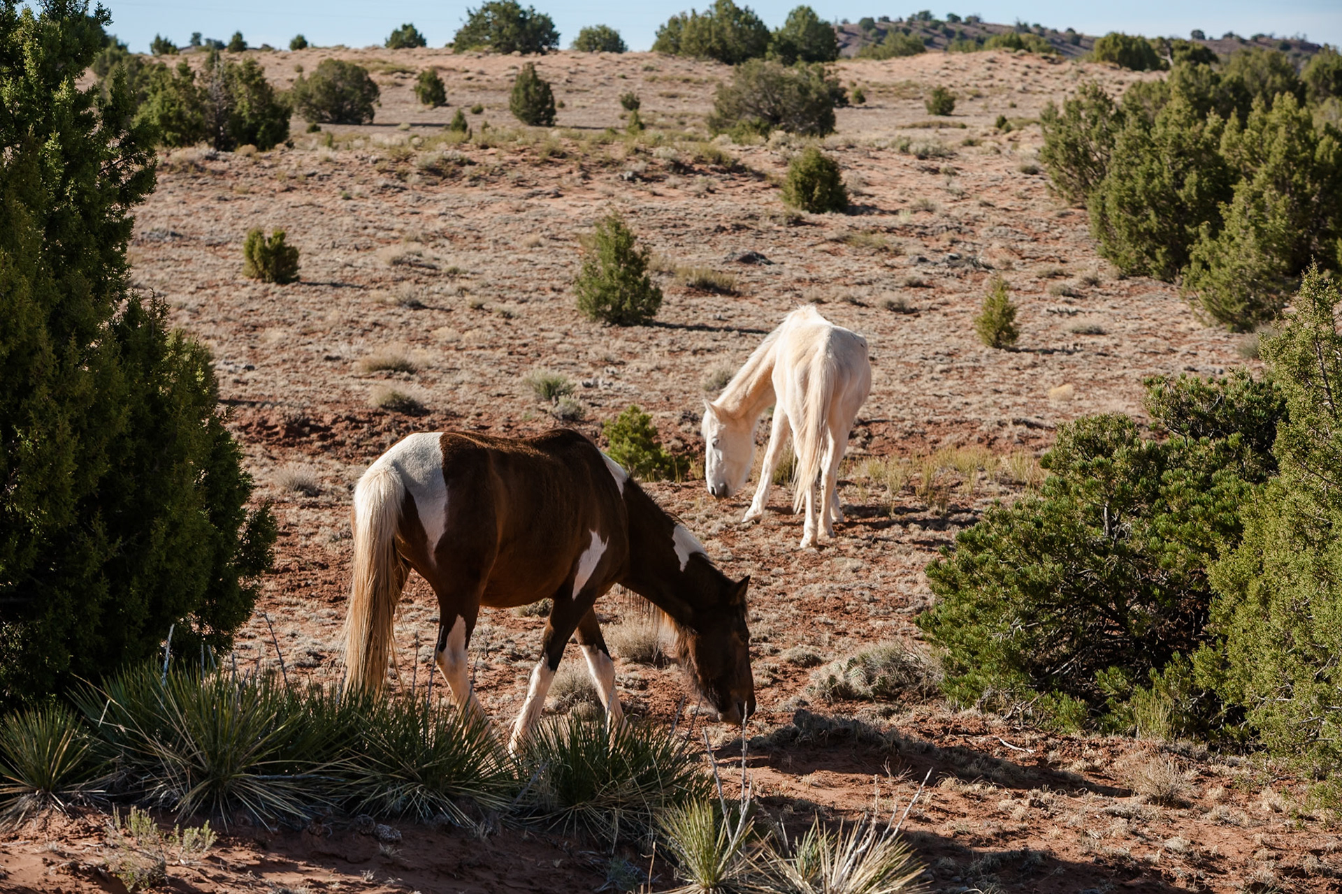 Wild Horses at Canyon de Chelley, Arizona, USA