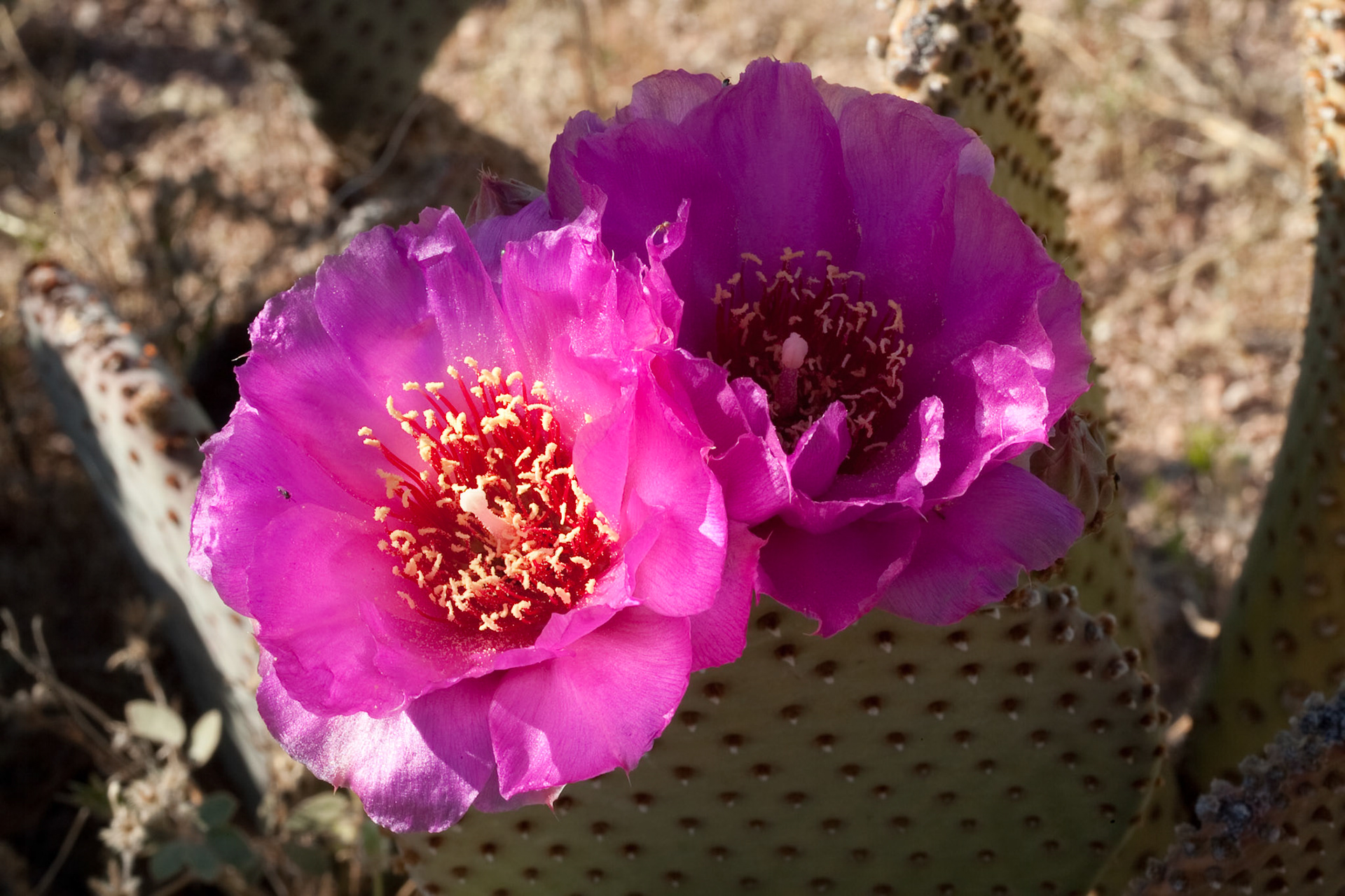 Beavertail Prickly Pear Cactus Flower in Lost Dutchman State Park