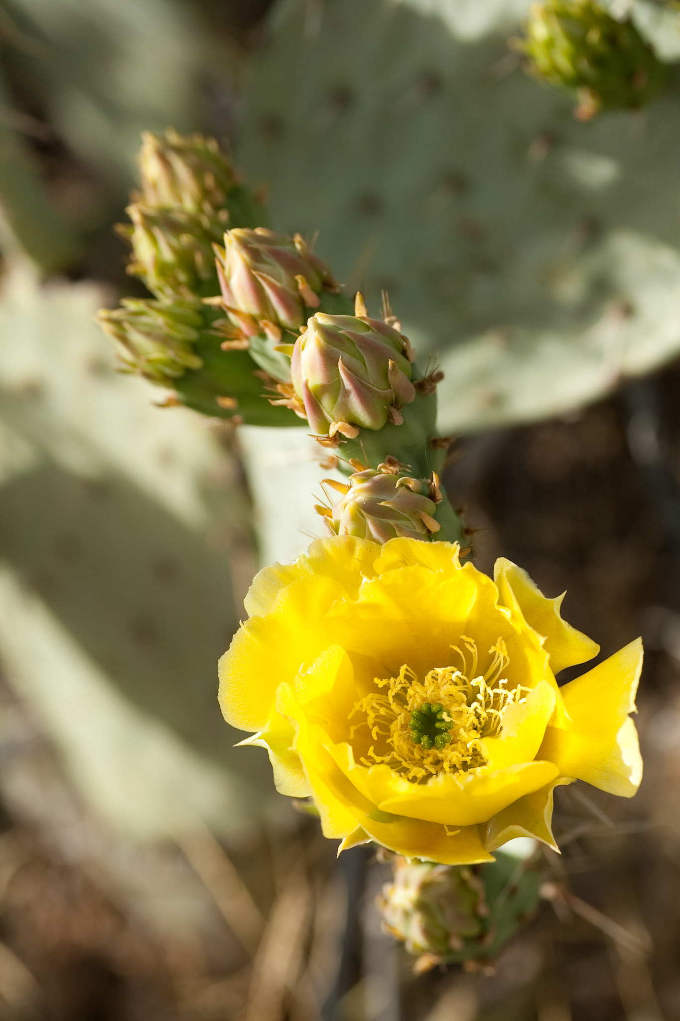 Prickly Pear Cactus Flower in Tonto National Forest, Arizona, USA