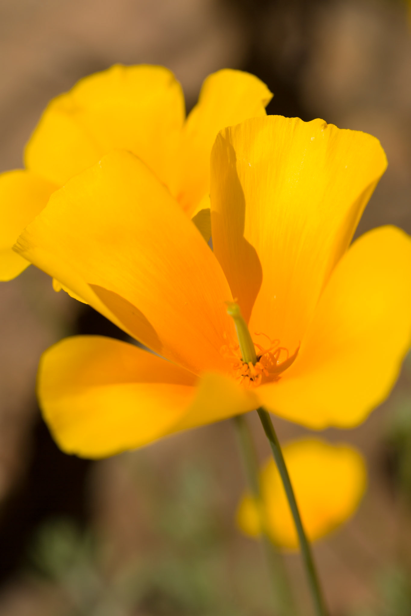 Mexican goldpoppy, AZ, USA