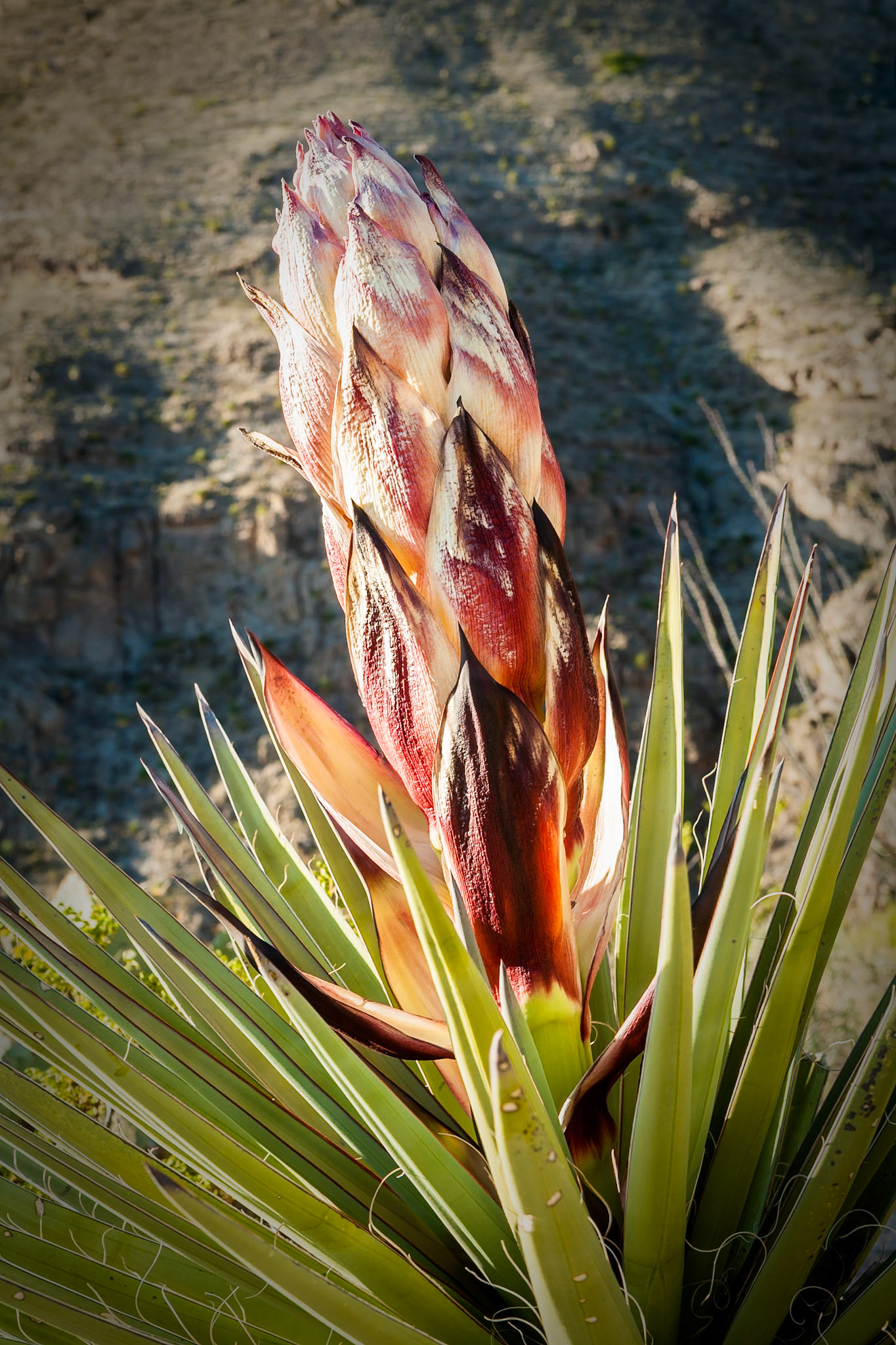 Agave in Oliver Lee State Park, New Mexico, USA,