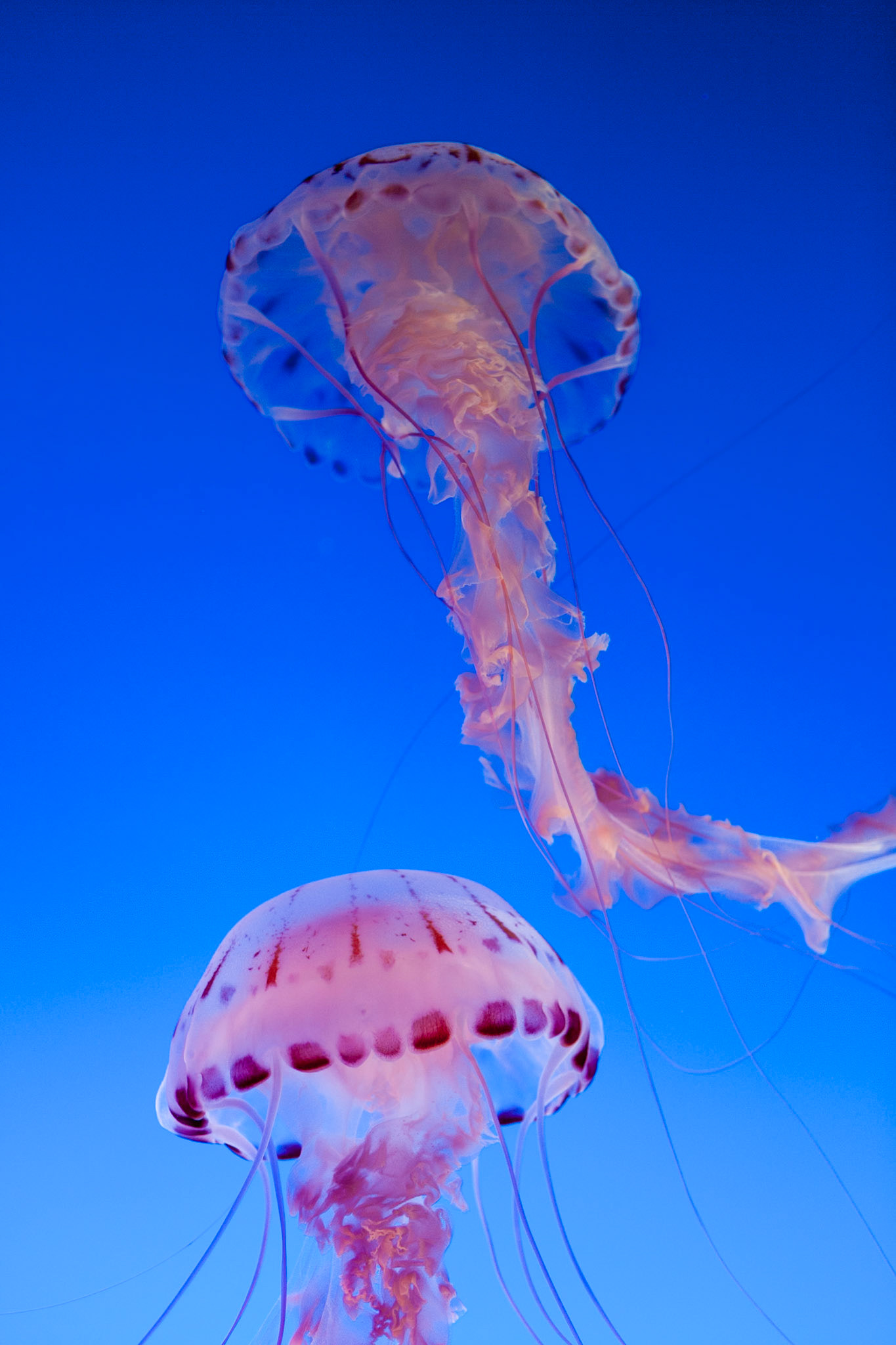 Purple-striped jelly, Chrysaora colorato