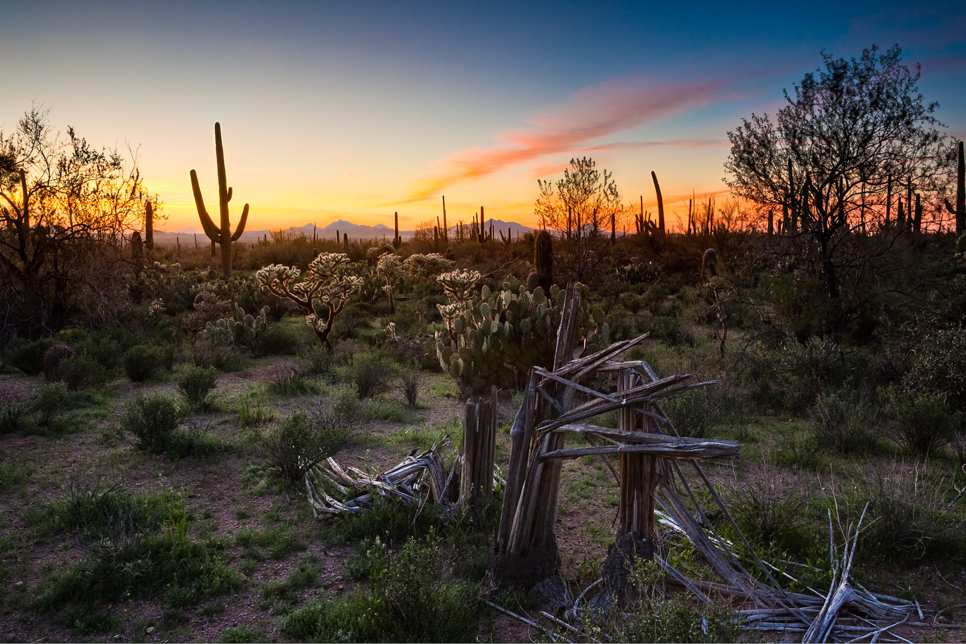 North Kinney Rd, Saguaro Nat'l Park near Tucson, Arizona, USA