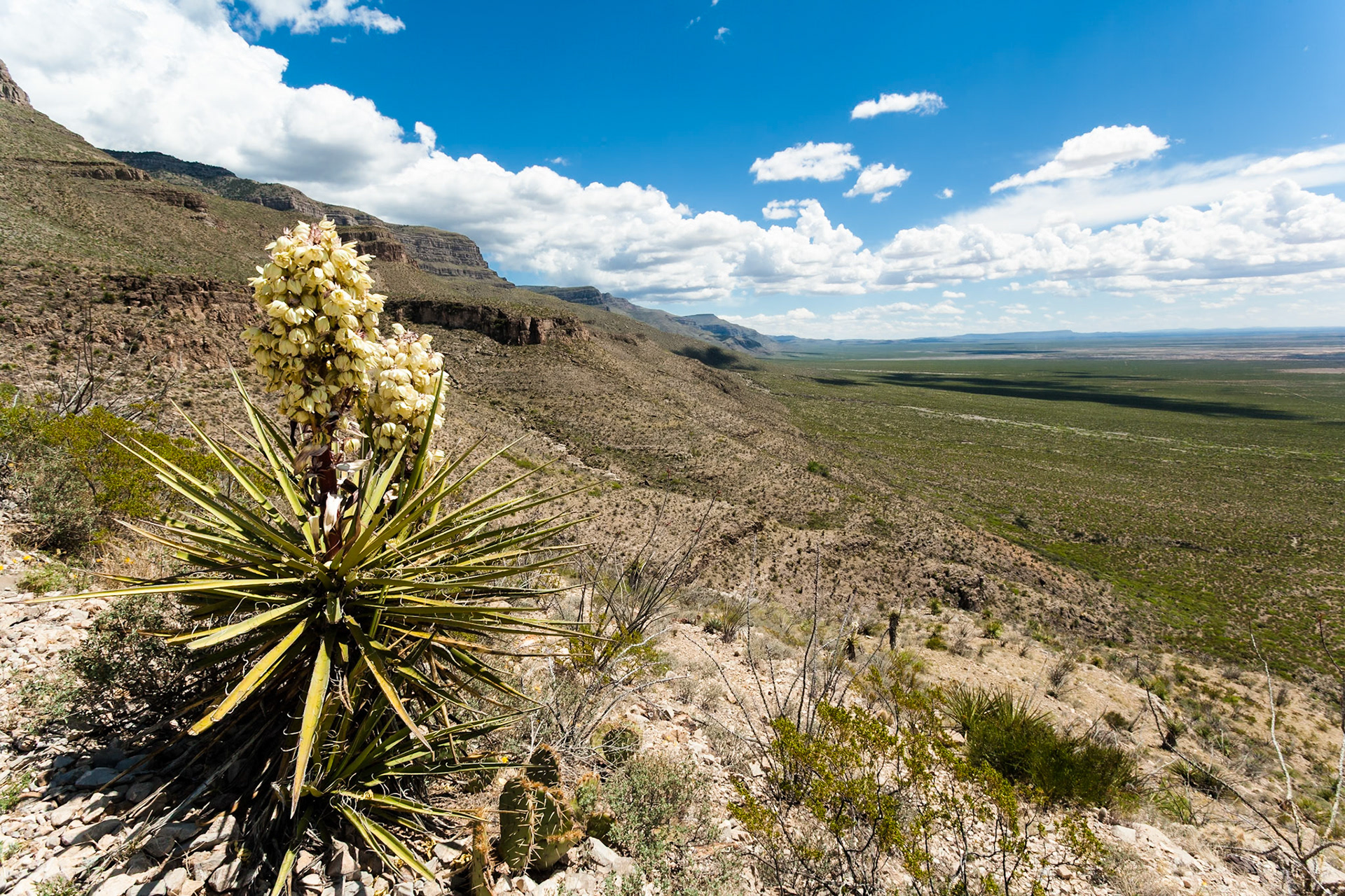 Blooming Yucca at Oliver Lee Memorial State Park, New Mexico, USA