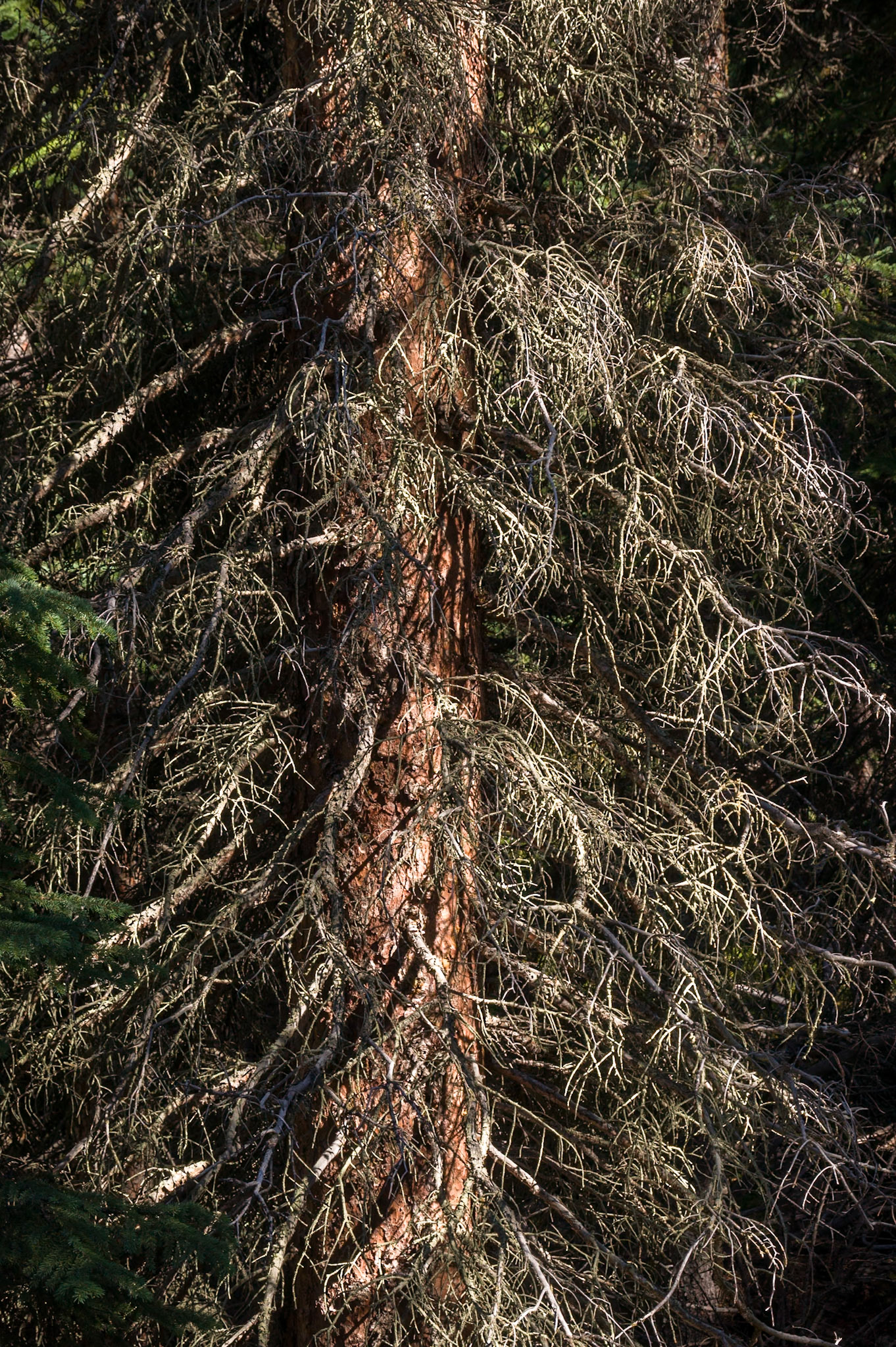 Tree's in Jasper Nat'l Park, Alberta, CA