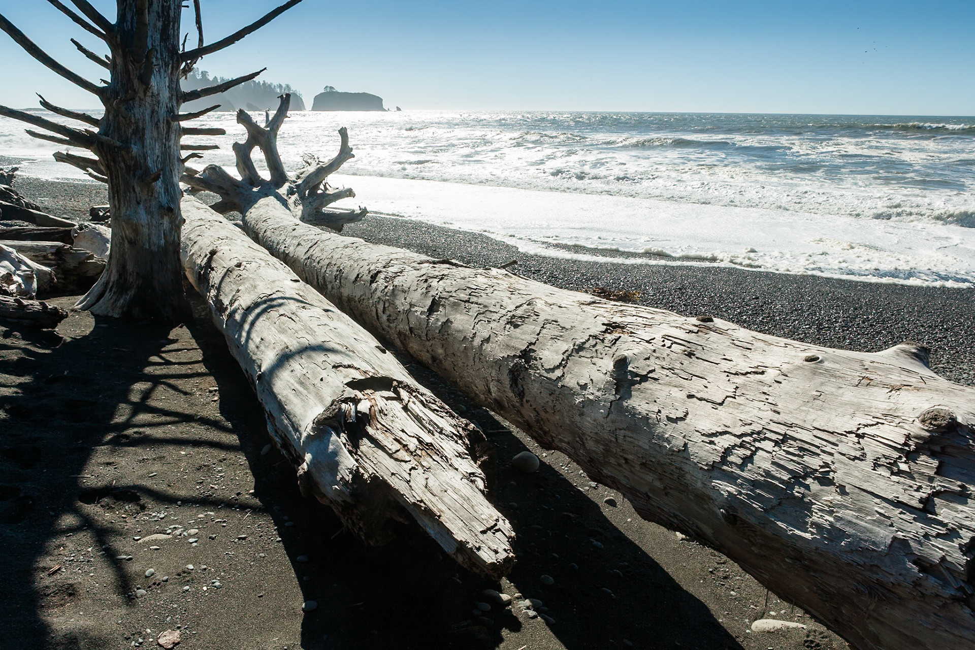 Driftwood at Rialto Beach near La Push at Olympic National Park, Washington, USA