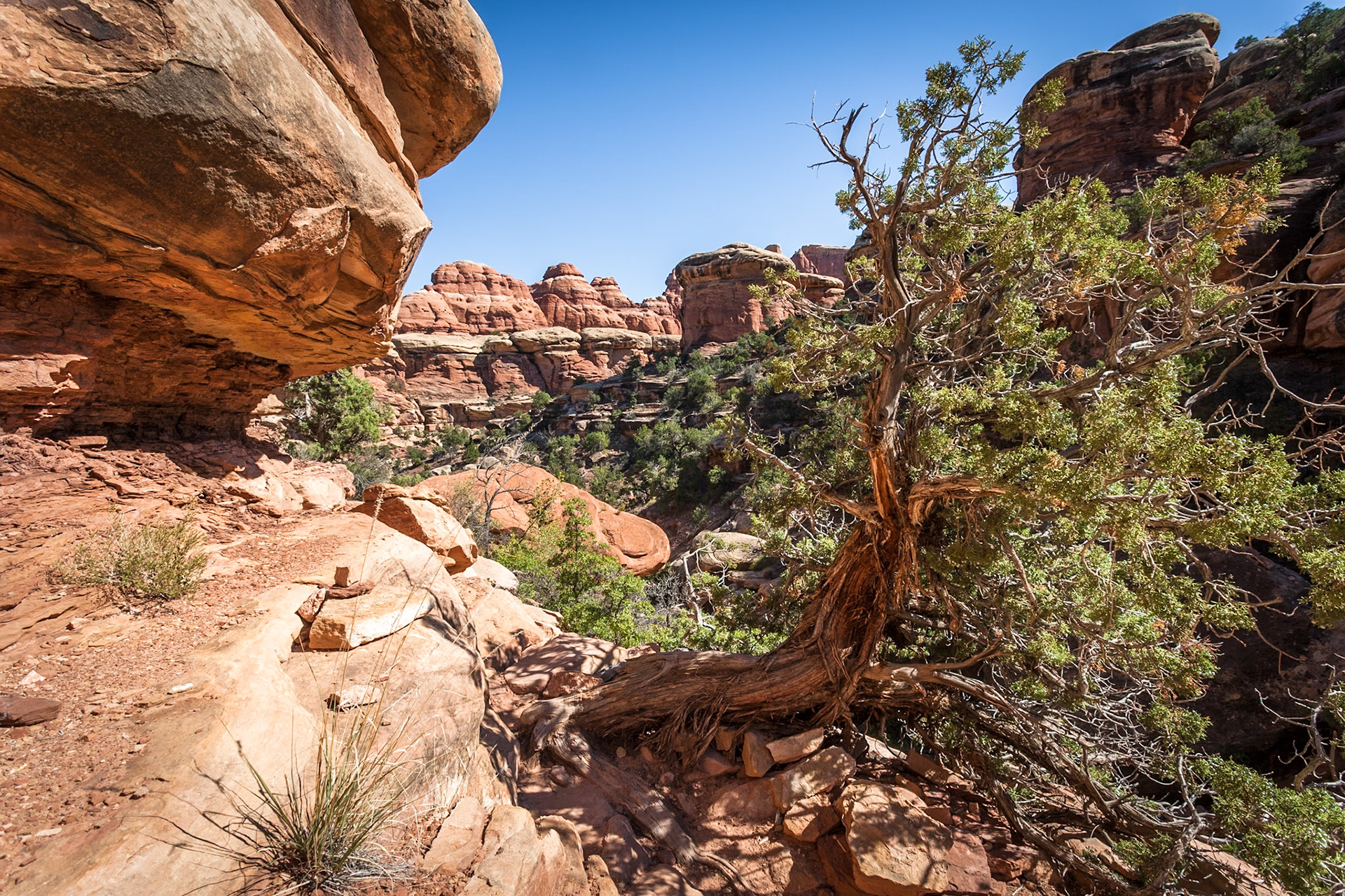 Squaw Flat Loop Trail, Canyon Lands NP, UT