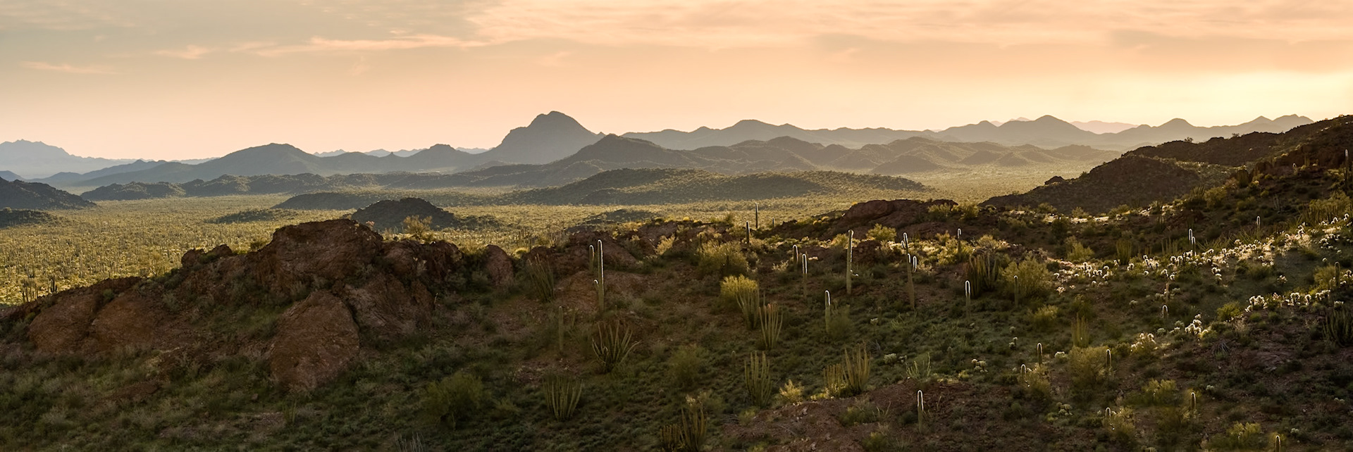 Organ Pipe Cactus National Monument, Arizona, USA