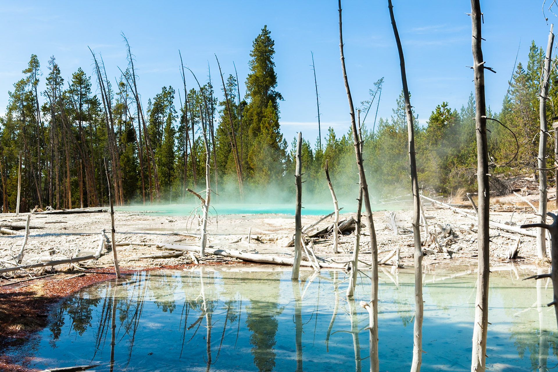 Cistern Spring with chemicals and dead trees at Norris Geyser Basin at Yellowstone National Park, WY, USA