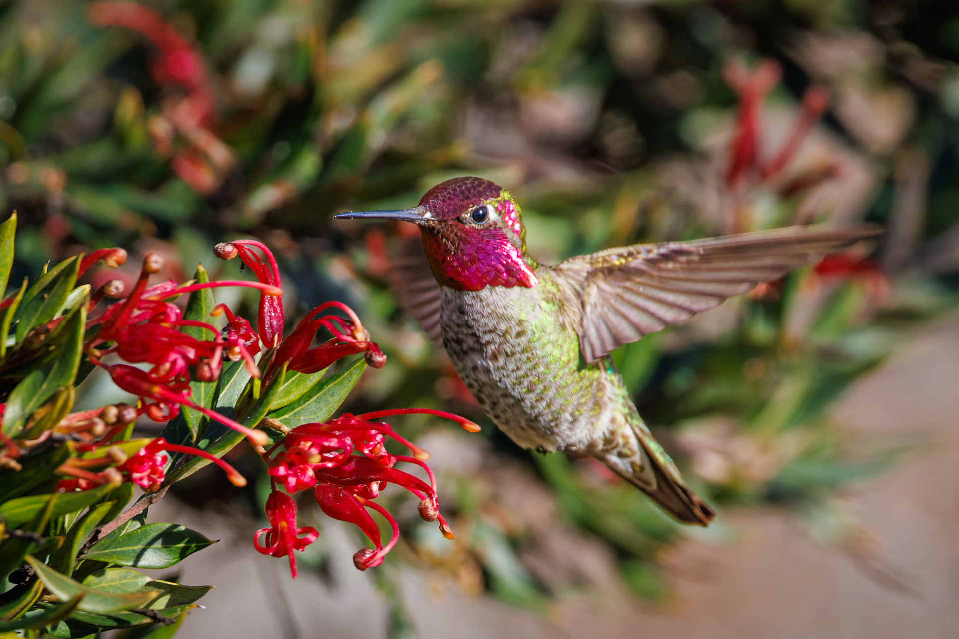 Anna’s Hummingbird - male