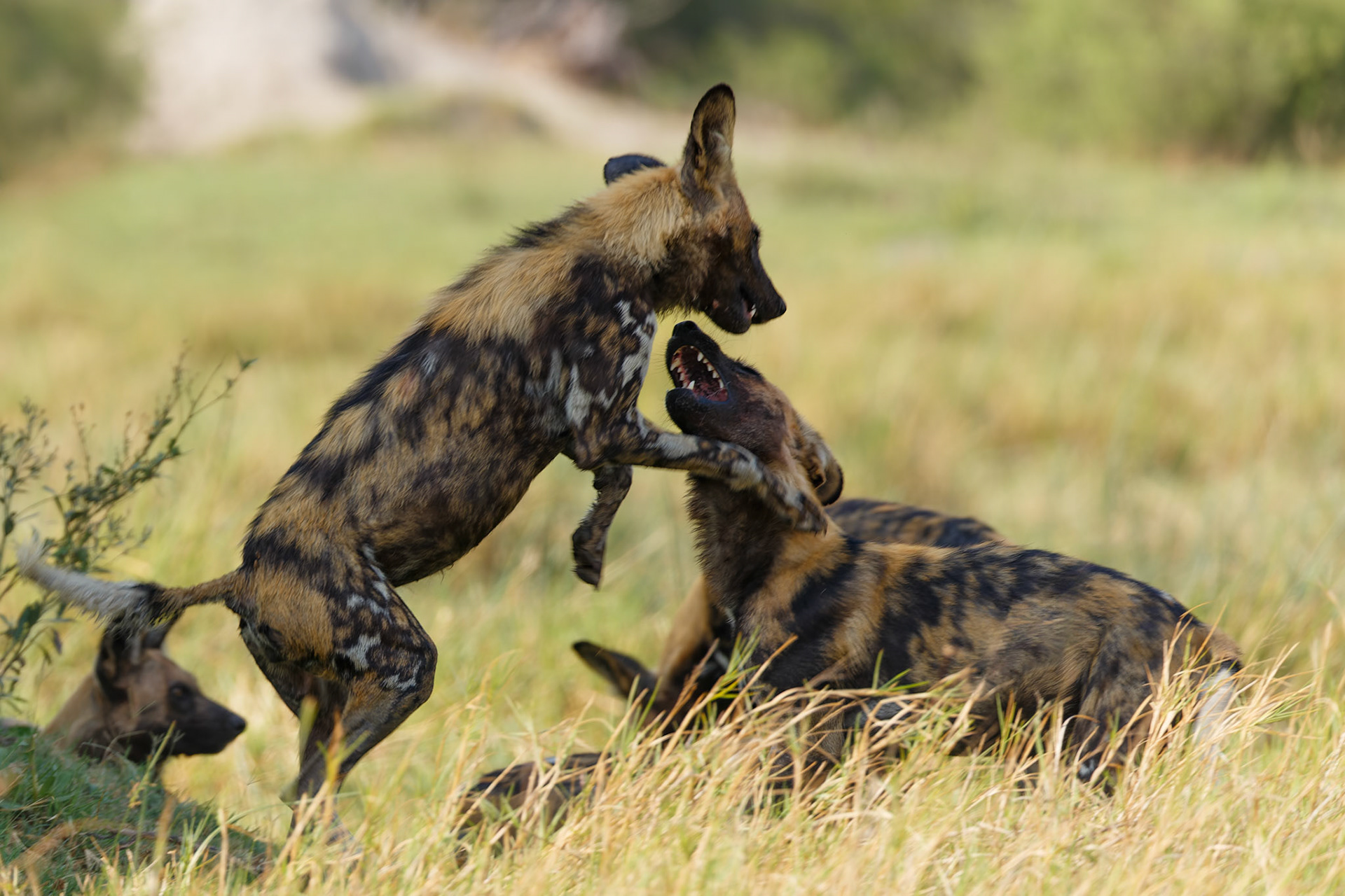 African Painted Dogs, playtime after breakfast