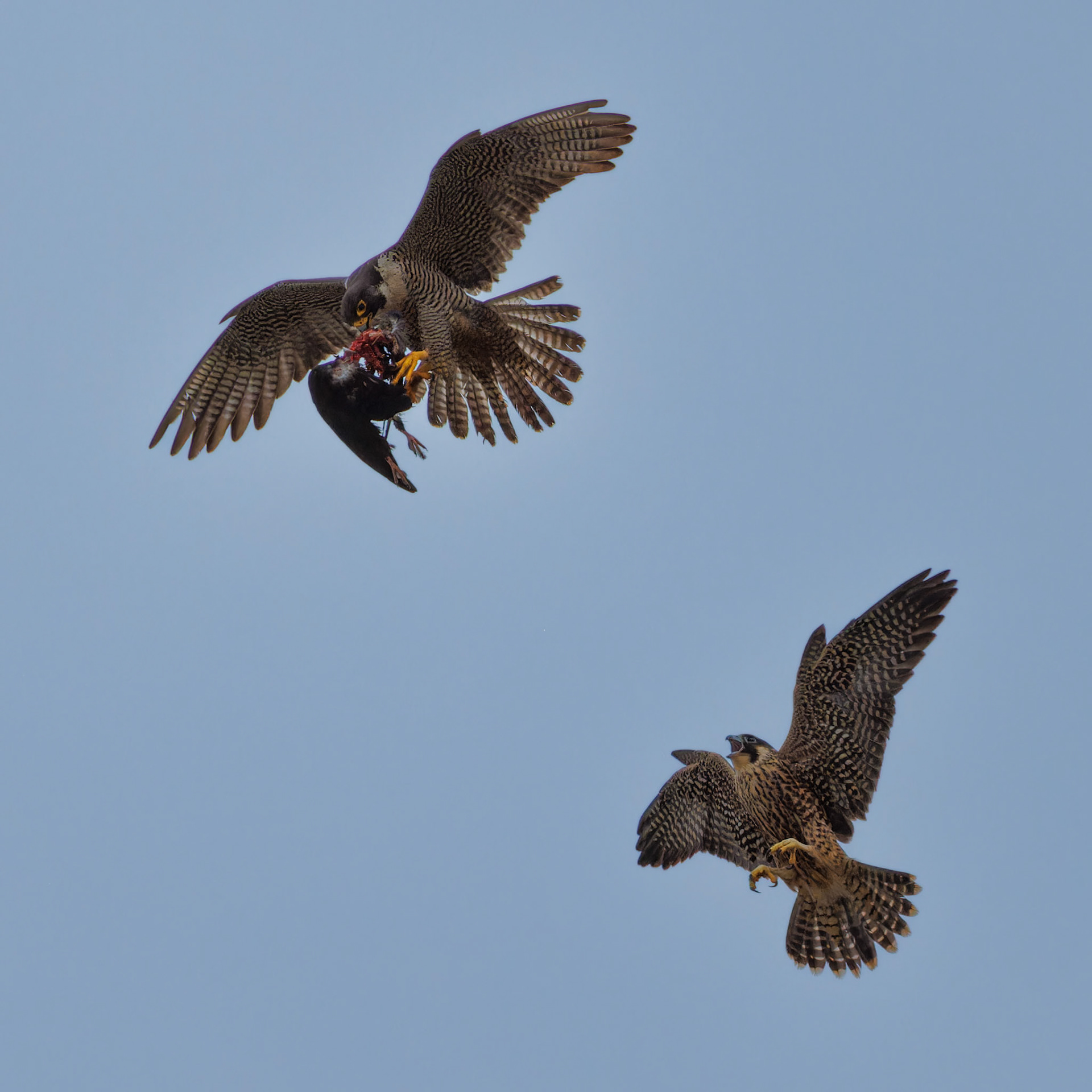 Peregrine Falcon food exchange