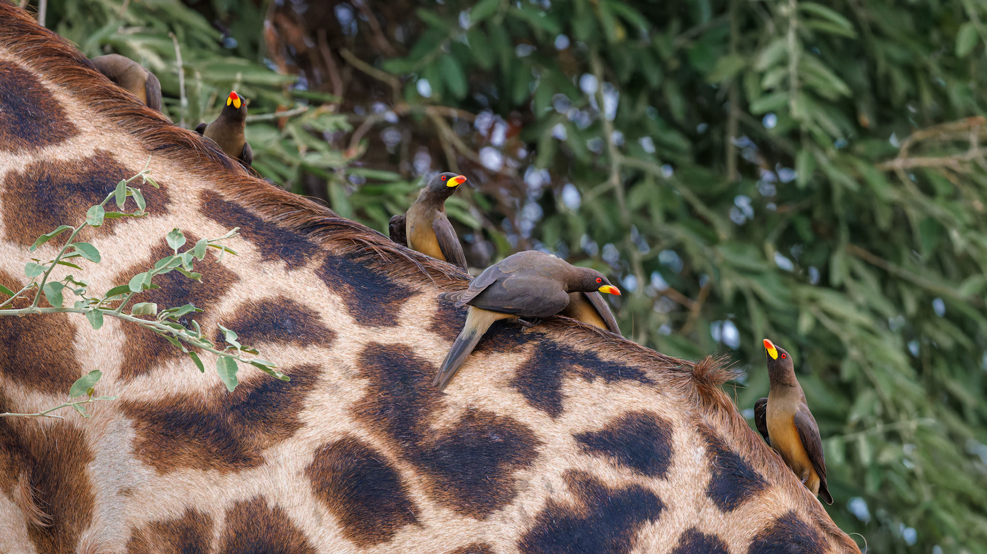 Yellow-billed Oxpeckers