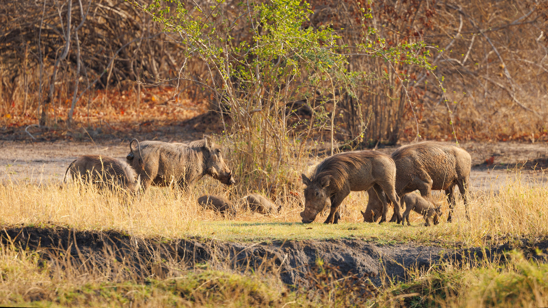 Warthog family