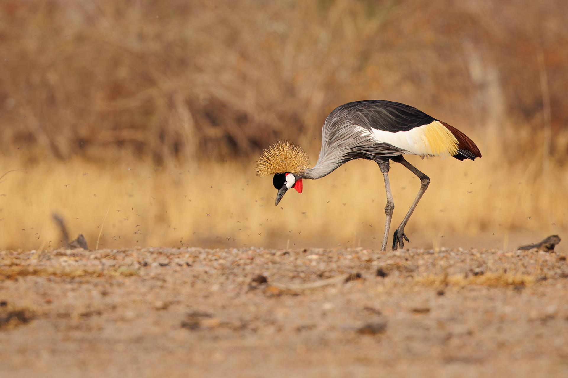 Grey Crowned Crane foraging