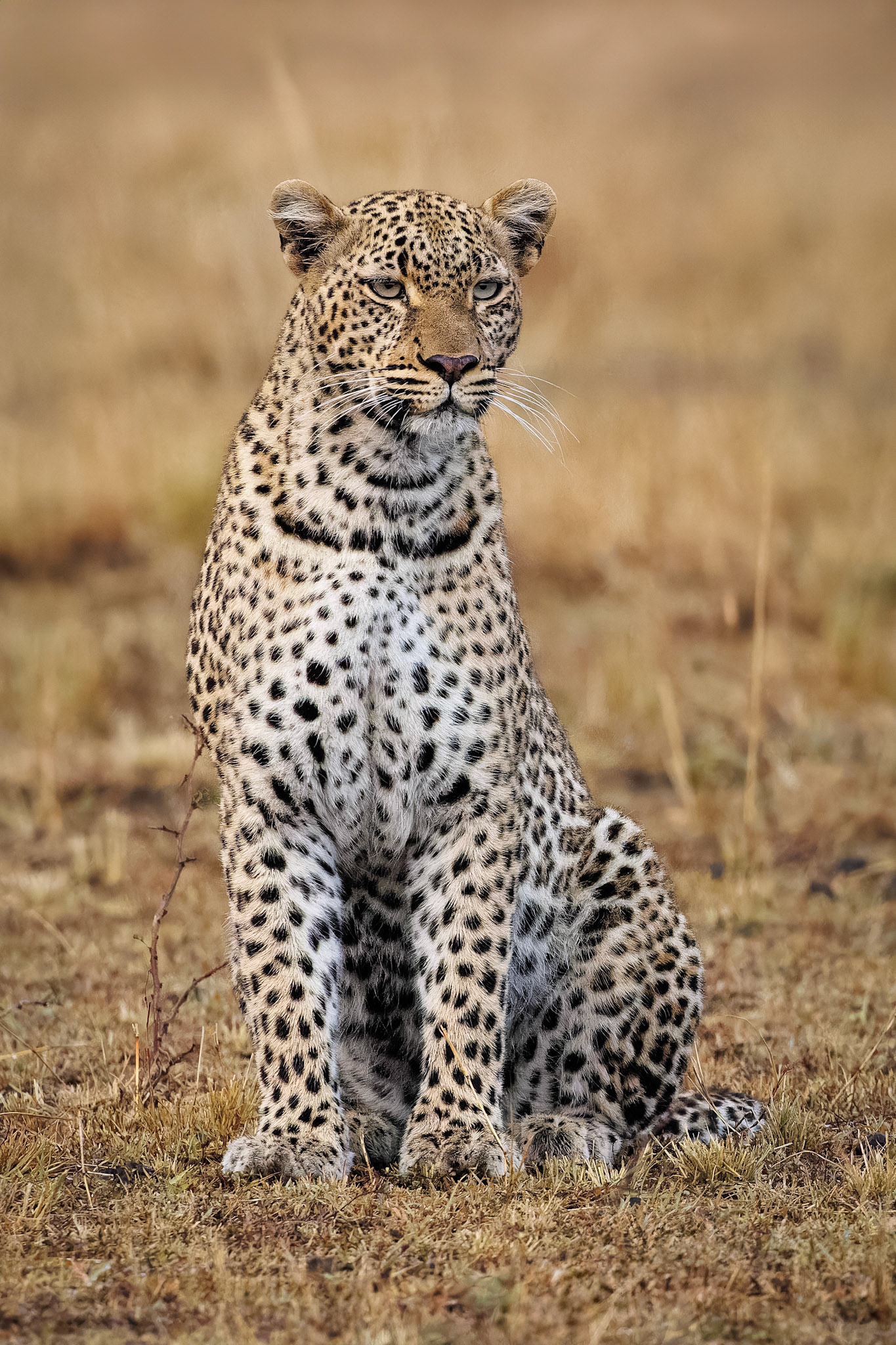 Female Leopard portrait