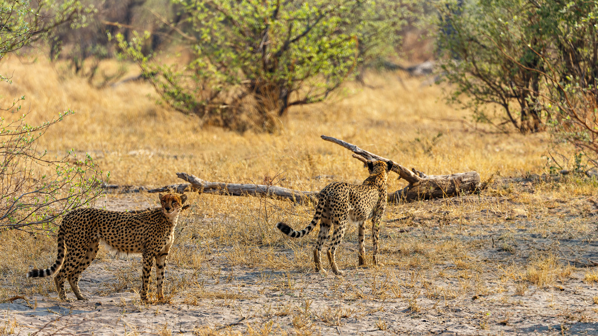 Cheetah on the prowl