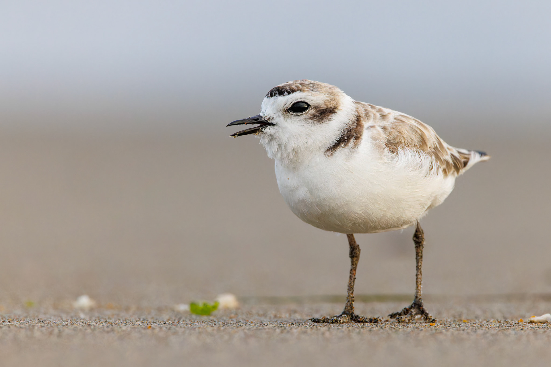 Snowy Plover