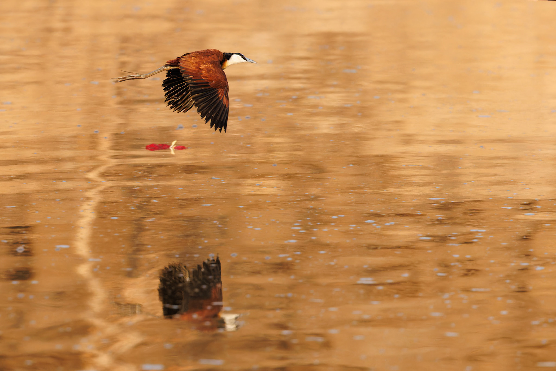 African Jacana