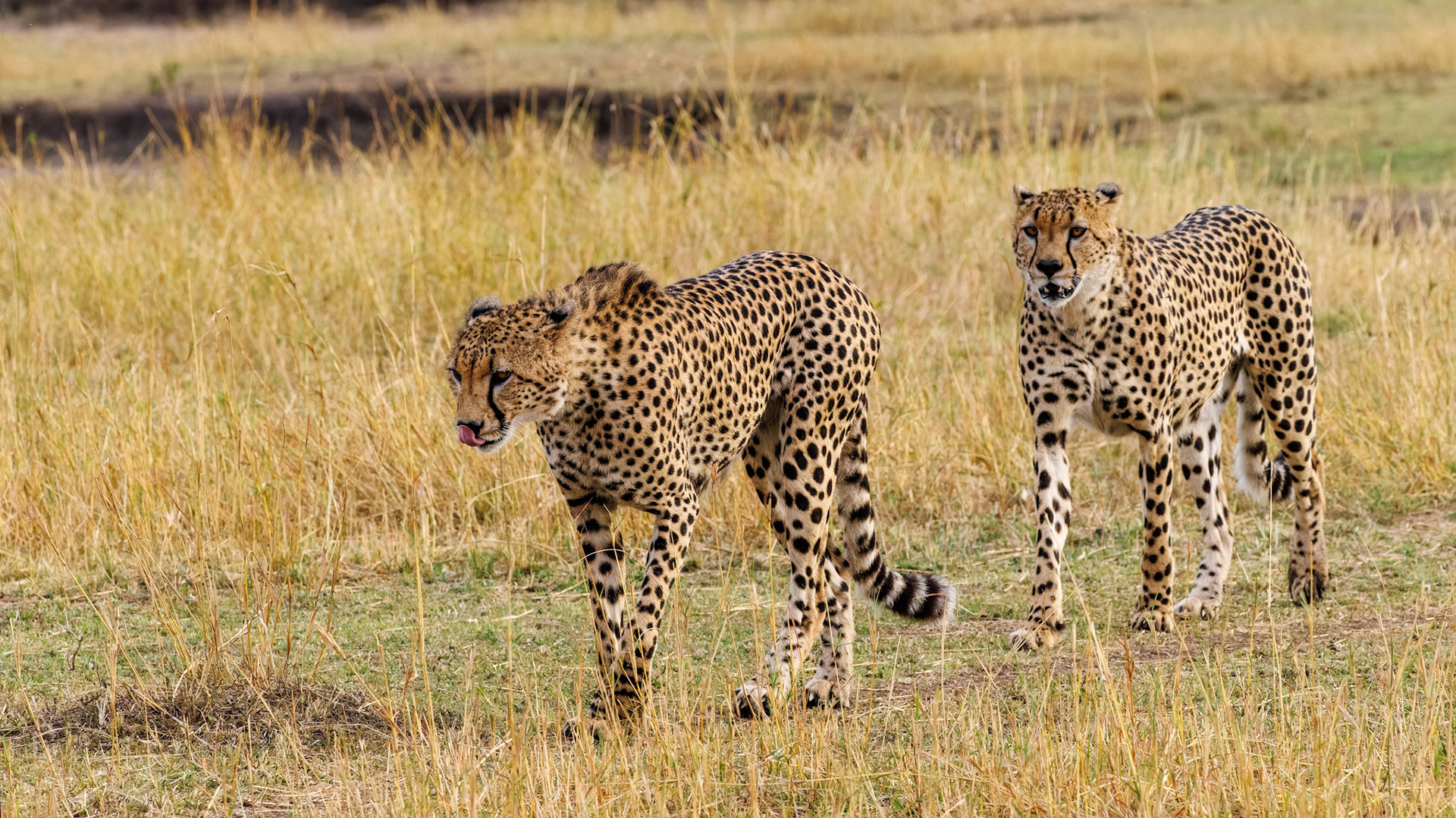 Cheetah brothers on the prowl