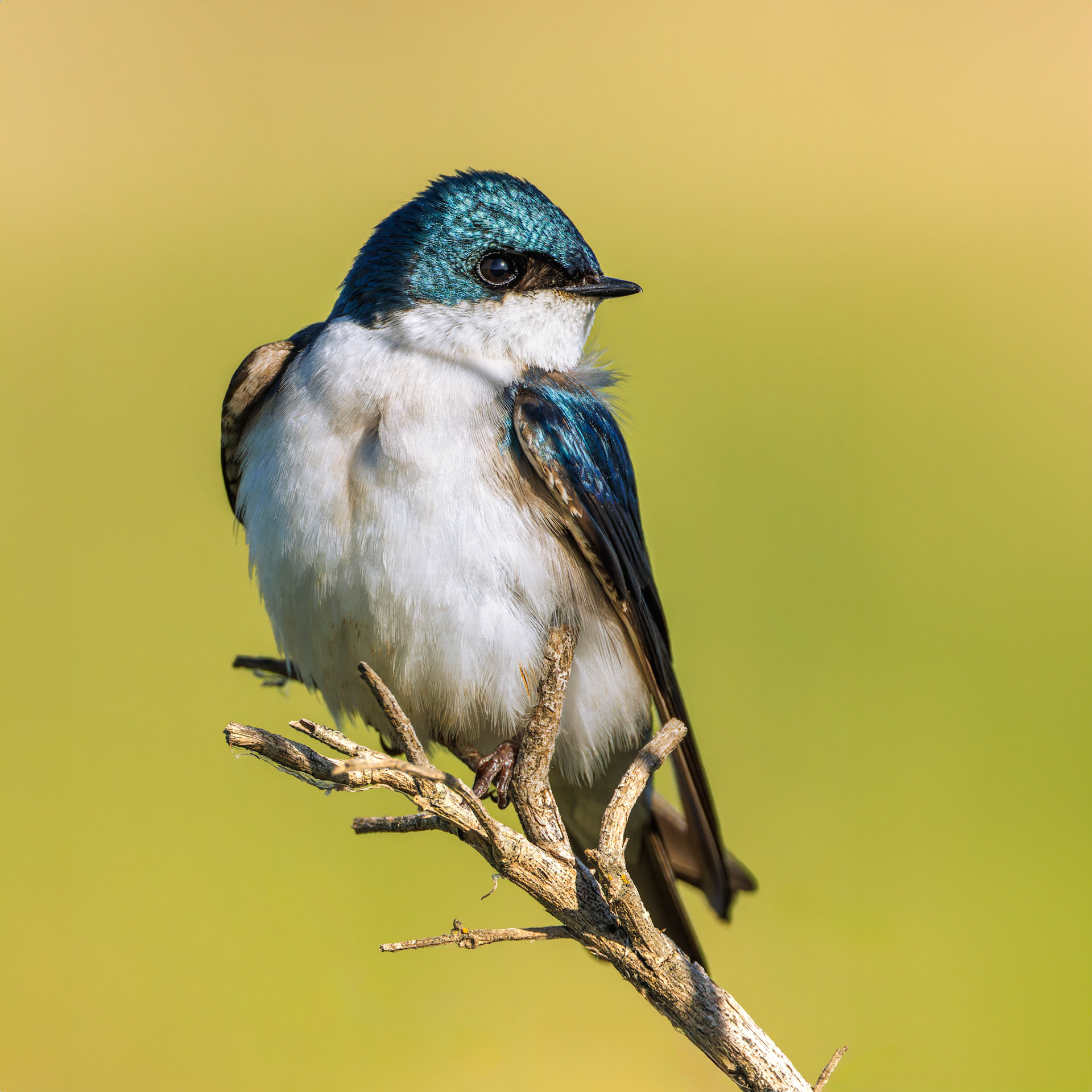 Tree Swallow