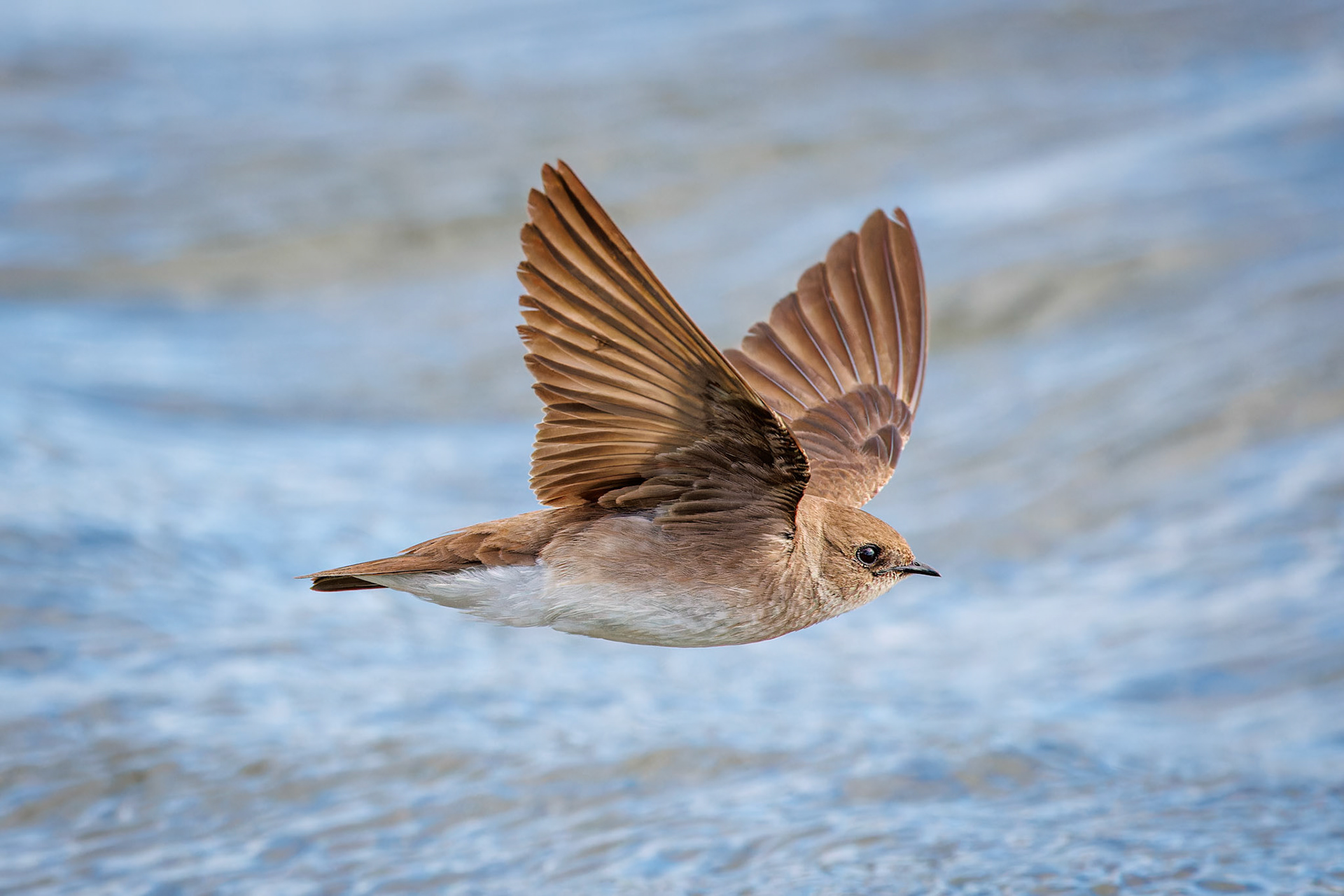 Northern Rough-winged Swallow