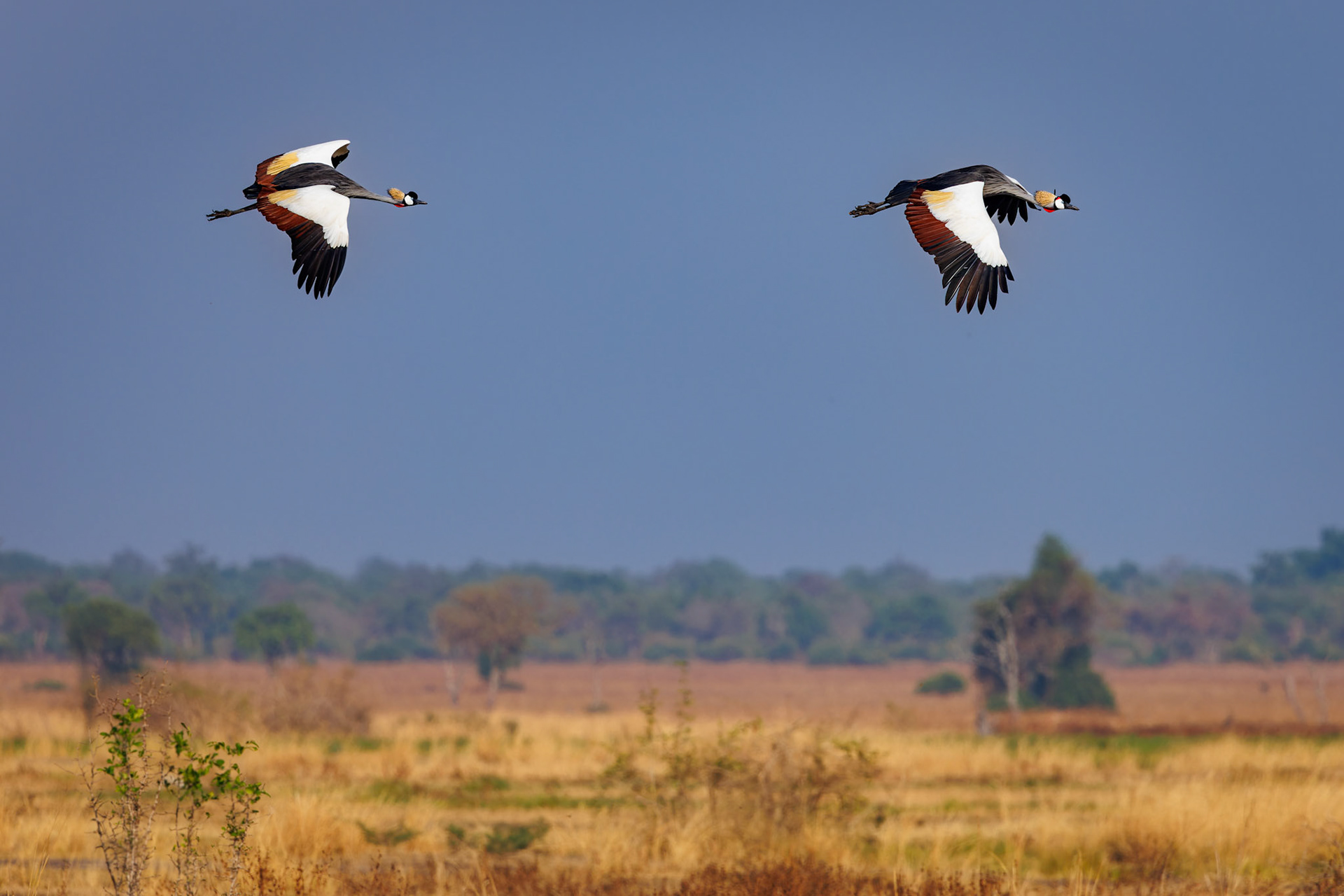 Grey Crowned Cranes
