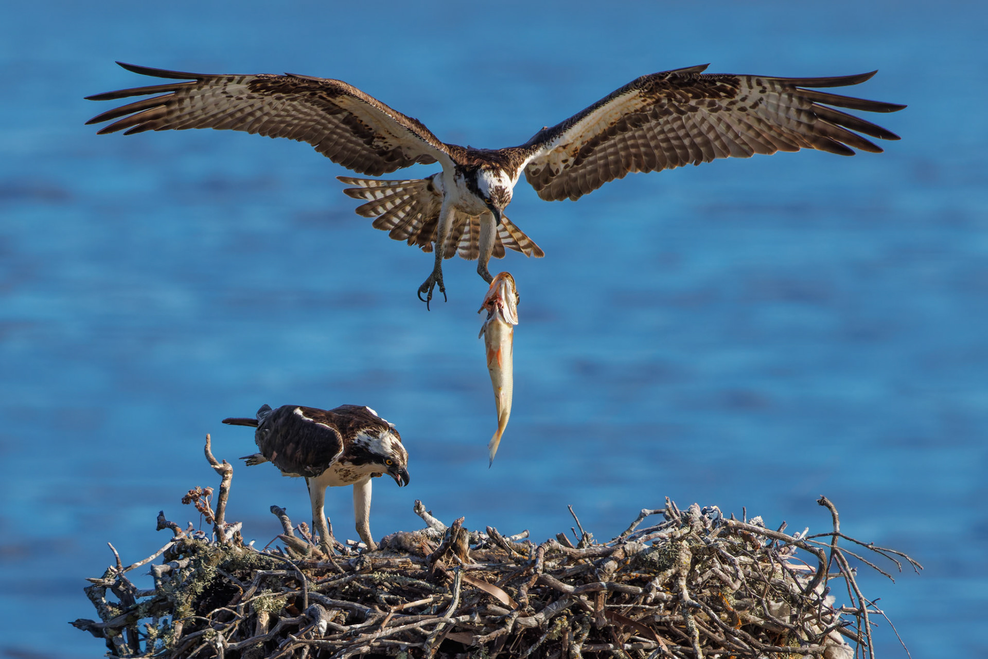 Osprey bringing fish to nest