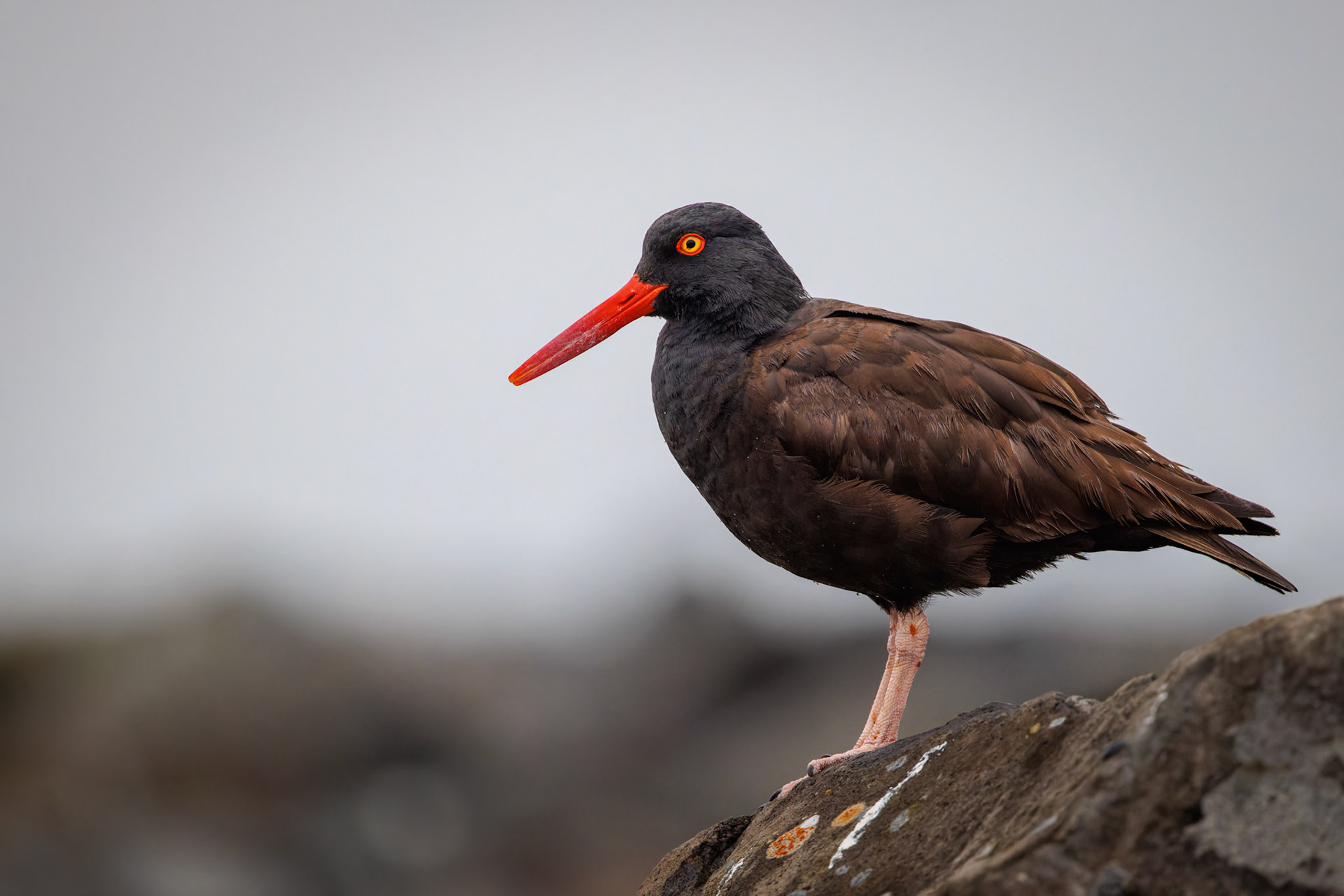 Black Oystercatcher