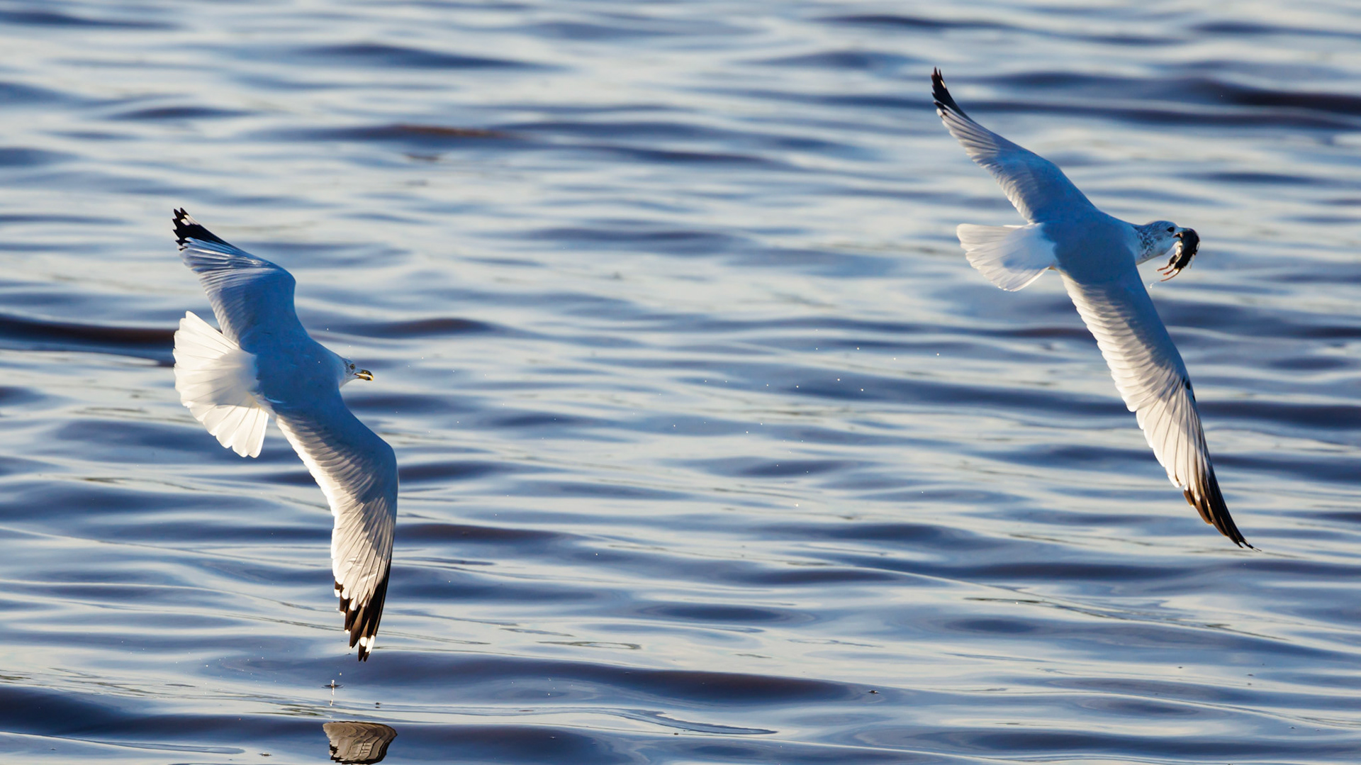 Ring-billed Gull